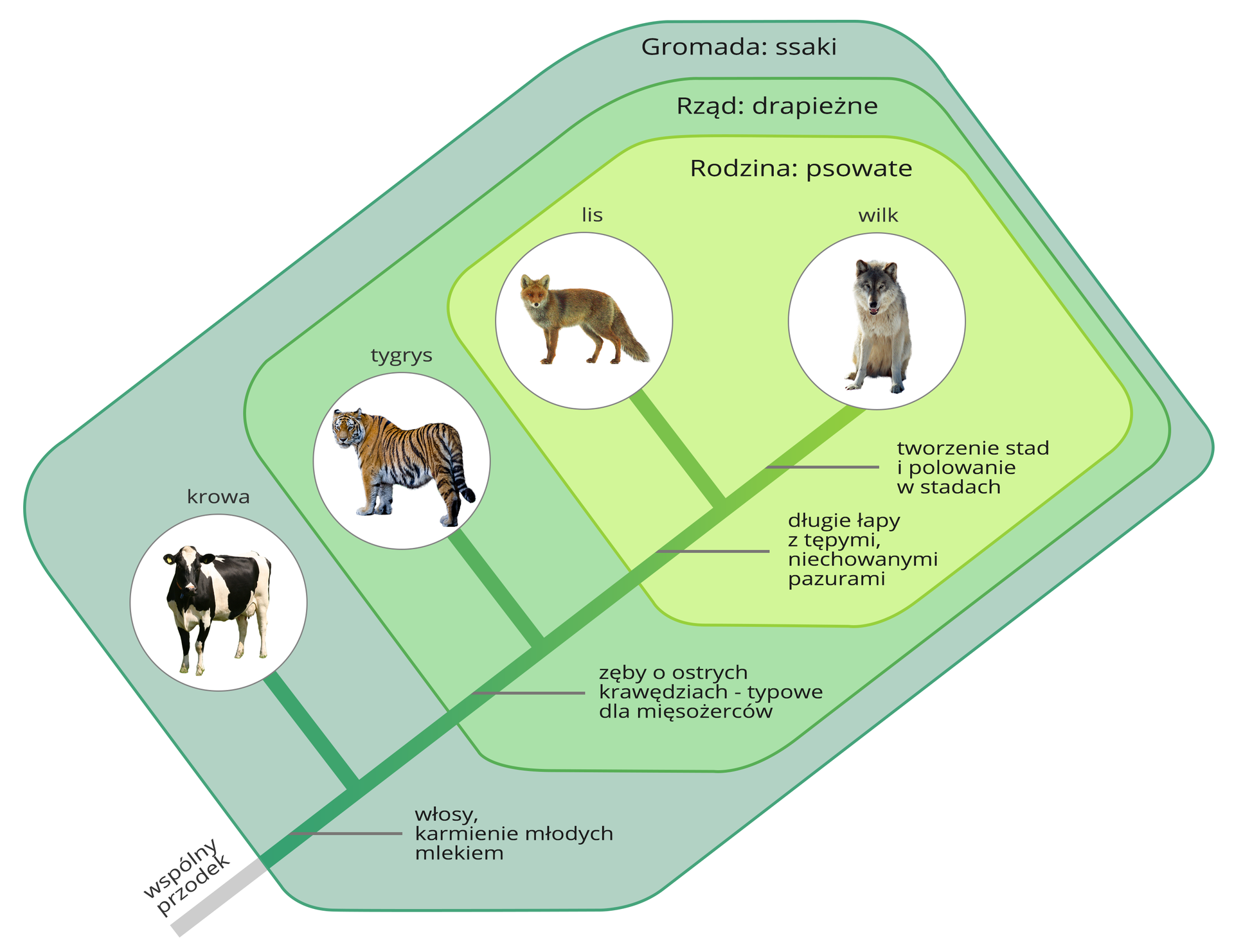 Ilustracja przedstawia drzewo rodowe ssaków. U podstawy drzewa widać napis wspólny przodek. Cechami wspólnymi gromady ssaków są włosy, karmienie młodych mlekiem. Pierwszym odgałęzieniem od drzewa jest biało‑czarna krowa. Ma ona duży, masywny tułów, różowe wymiona, niedużą głowę i długie, cienkie nogi. Następnie jest rząd drapieżne. Mają one zęby o ostrych krawędziach, typowe dla mięsożerców. Przykładem jest pomarańczowe w czarne pręgi tygrys. Ma on długi tułów, umięśnione nogi i dużą głowę z niewielkimi uszami i oczami. Kolejnym stopniem jest rodzina psowate. Mają one długie łapy z tępymi, niechowanymi pazurami. Przykładem jest pomarańczowo‑szary lis. Ma on krótki tułów i długi, puszysty ogon, a także pociągłe nogi i niedużą głowę ze szpiczastymi uszami. Ostatnim odgałęzieniem jest szary wilk, który tworzy stada i w nich poluje. Ma on masywny tułów, dużą głowę i smukłe łapy.