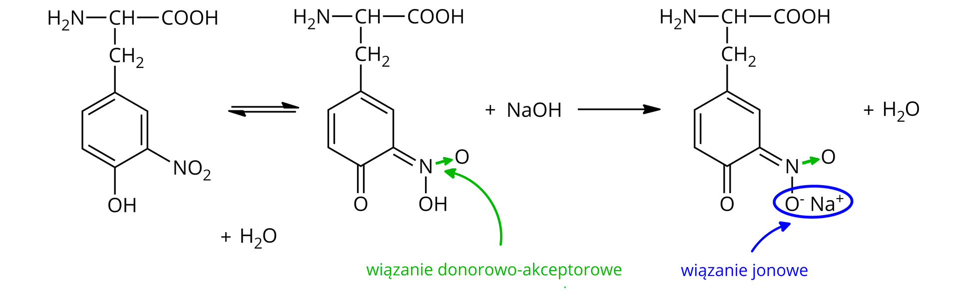 Ilustracja przedstawia równania reakcji z udziałem nitrowanej w pozycji meta pochodnej tyrozyny. Schemat reakcji. Cząsteczka nitropochodnej zbudowana z grupy karboksylowej COOH połączonej z grupą CH, podstawioną grupą aminową NH2 oraz grupą metylenową CH2. Grupa metylenowa łączy się z sześcioczłonowym pierścieniem aromatycznym, który podstawiony jest w pozycji trzeciej grupą nitrową NO2 oraz w pozycji czwartej grupą hydroksylową OH. Dodać cząsteczkę wody H2O, strzała w prawo nad strzałką w lewo. Za strzałkami cząsteczka pochodnej, w której do grupy nitrowej został przyłączony atom wodoru pochodzący od grupy hydroksylowej. A zatem w strukturze atom azotu N łączy się z atomem tlenu wiązaniem donorowo‑akceptorowym zaznaczonym w postaci strzałki skierowanej od azotu do tlenu. Ponadto azot związany jest z grupą hydroksylową OH oraz za pomocą wiązania podwójnego z sześcioczłonowym pierścieniem. Atom tlenu związany jest z atomem węgla budującym pierścień za pomocą wiązania podwójnego. Pomiędzy atomami w pierścieniu występują dwa wiązania podwójne. Pomiędzy węglem podstawionym grupą metylenową i węglem o lokancie drugim, a także pomiędzy węglami o lokantach piątym i szóstym. Dodać cząsteczkę wodorotlenku sodu NaOH, strzałka w prawo. Za strzałką cząsteczka soli, w której pierwotna grupa nitrowa została zastąpiona grupą zbudowaną z atomu azotu N połączonego wiązaniem donorowo‑akceptorowym z atomem tlenu O, wiązaniem podwójnym z atomem węgla wbudowanym w sześcioczłonowy pierścień oraz z atomem tlenu obdarzonym ładunkiem ujemnym. Ładunek ten kompensowany jest przez kation sodu Na+, dodać cząsteczkę wody. Pozostała część struktury nie uległa zmianom względem produktu pierwszego etapu. To znaczy pierścień posiada dwa wiązania podwójne, jeden z budujących go atomów węgla łączy się wiązaniem podwójnym z atomem tlenu, a w pozycji pierwszej pierścienia znajduje się fragment grupy aminokwasowej.