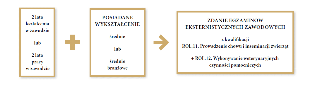 Grafika przedstawia ścieżkę dla dorosłych do uzyskania zawodu technik weterynarii. Pierwszym krokiem jest posiadanie wykształcenia średniego lub średniego branżowego. Drugim krokiem jest posiadanie dwóch lat kształcenia w zawodzie lub dwóch lat pracy w zawodzie. Ostatnim krokiem jest zdanie egzaminów eksternistycznych zawodowych z kwalifikacji er o el kropka jedenaście kropka. Prowadzenie chowu i inseminacji zwierząt i er o el kropka dwanaście kropka. Wykonywanie weterynaryjnych czynności pomocniczych.