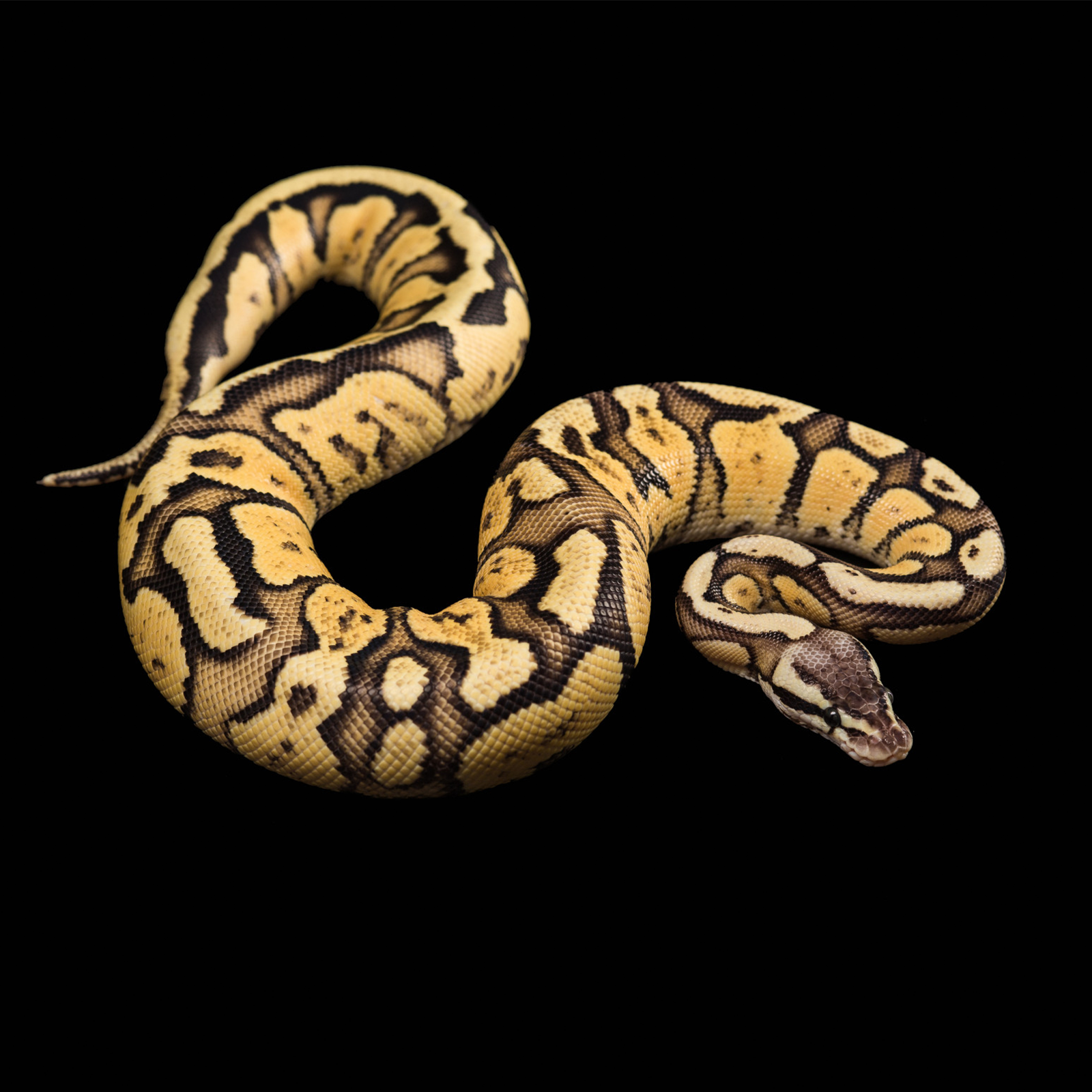 Ilustracja przedstawia wijącego się węża, w żółto czarne plamy.