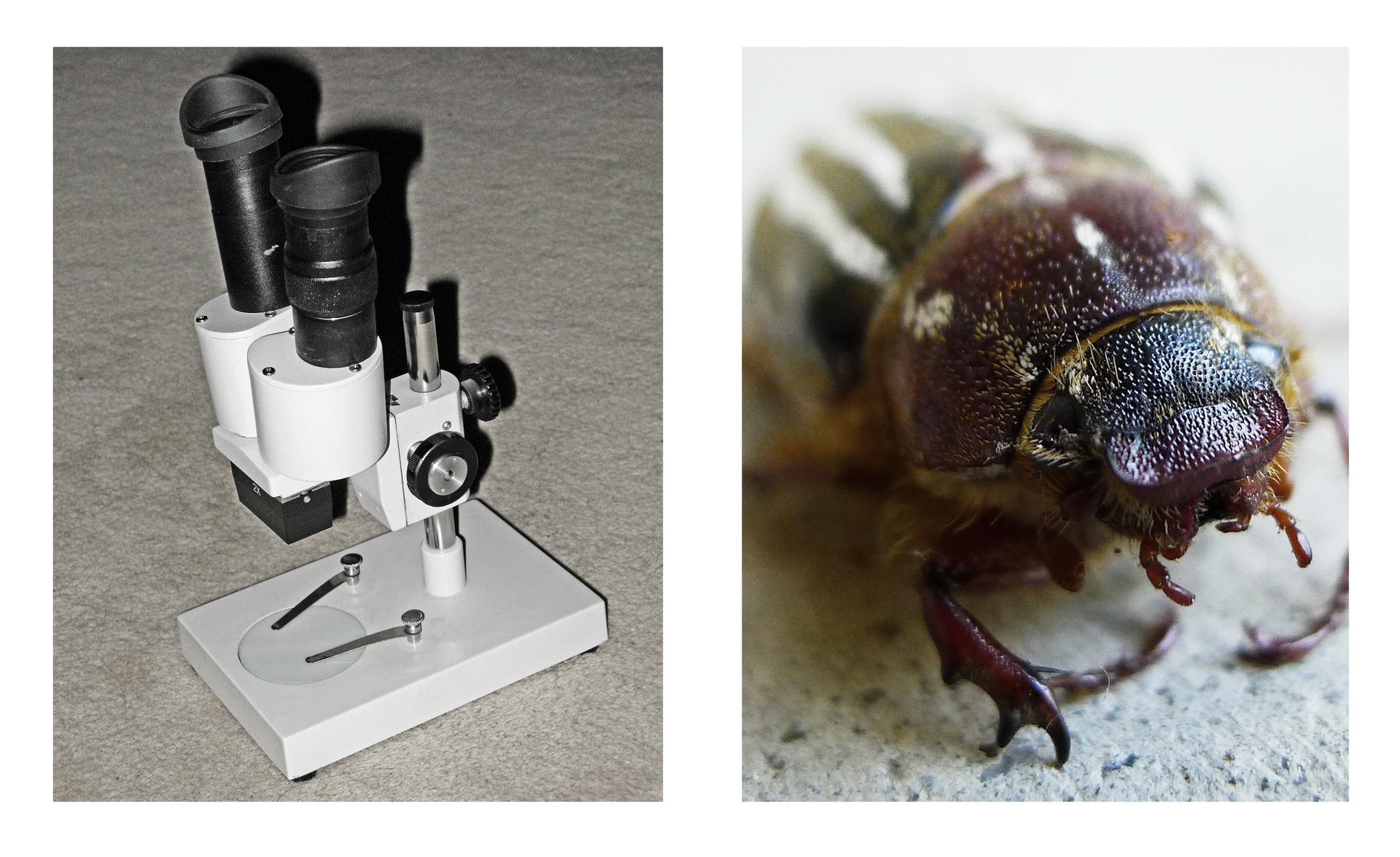 Na fotografii z lewej strony widoczny jest binokular. Posiada dwa długie, czarne, w kształcie walca okulary, biały statyw i czarny niewielki obiektyw. Fotografia z prawej strony przedstawia powiększoną dwieście razy głowę chrabąszcza. Ma on ciemno‑brązowy, szeroki tułów, długie odnóża i niewielką głowę. Widoczny jest aparat gębowy typu gryzącego złożony z dwóch żuwaczek i żuchwy. 