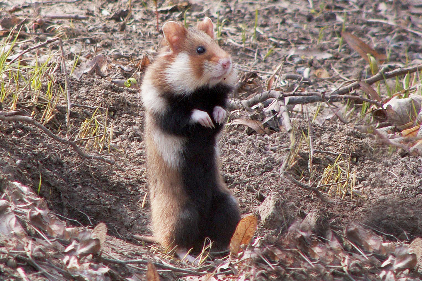 Fotografia przedstawia chomika europejskiego stojącego na dwóch tylnych łapkach. Podbrzusze czarne, grzbiet jasnobrązowy, policzki i pyszczek białe, małe czarne oczy, różowy nos, zaokrąglone uszy. W odróżnieniu od chomików hodowlanych potrafi być on bardzo agresywny i stając w obronie swojego terytorium, może dotkliwie pogryźć.