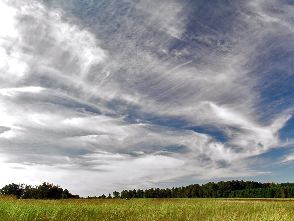 Fotografia chmury typu Cirrus na ciemno‑niebieskim tle. Są one białe, rozciągnięte na całym niebie to przykład chmury pierzastej. Widoczna jest również żółta łąka oraz ciemny las w tle.