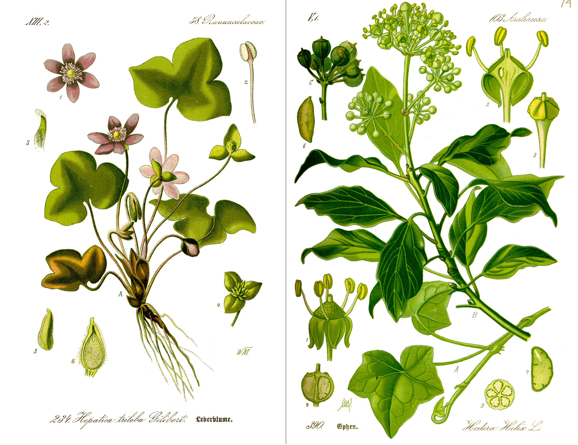 Ilustracja przedstawia dwie strony atlasu roślin. Rysunki w atlasie ukazują rośliny z dokładnym odwzorowaniem kształtu ich liści, korzeni i kwiatów. Niektóre elementy budowy roślin zostały narysowane w powiększeniu.