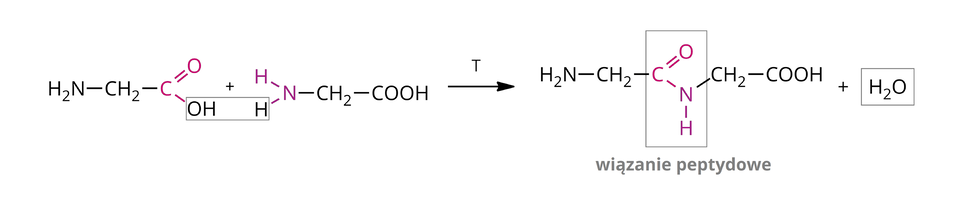 Na ilustracji ukazano następujące równanie reakcji: grupa H indeks dolny, dwa, koniec indeksu dolnego, N połączona jest wiązaniem pojedynczym w prawo z grupą C H indeks dolny, dwa, koniec indeksu dolnego. Od niej odchodzi wiązanie pojedyncze w prawo do ciemnoróżowego symbolu C. Do niego przyłączone są dwa wiązania: podwójne na ukos w górę do ciemnoróżowego symbolu O i na ukos w dół do grupy O H. Dalej znajduje się symbol plus, a za nim wzór: od bordowego symbolu N odchodzą trzy wiązania pojedyncze: na ukos w lewo w górę do bordowego symbolu H, na ukos w lewo w dół do symbolu H i w prawo do grupy C H indeks dolny, dwa, koniec indeksu dolnego. Od niej odchodzi jedno wiązanie pojedyncze w prawo do grupy C O O H. Grupa O H z pierwszego wzoru i czarny symbol H z drugiego wzoru objęto czarną ramką. Dalej znajduje się strzałka w prawo, a nad nią symbol T. Za strzałką znajduje się wzór: grupa H indeks dolny, dwa, koniec indeksu dolnego, N połączona jest wiązaniem pojedynczym w prawo z grupą C H indeks dolny, dwa, koniec indeksu dolnego. Od niej odchodzi wiązanie pojedyncze w prawo do ciemnoróżowego symbolu C. Do niego przyłączone są dwa wiązania: podwójne na ukos w górę do ciemnoróżowego symbolu O i na ukos w dół do bordowego symbolu N. Od niego odchodzą dwa wiązanie pojedyncze: w dół do bordowego symbolu H i na ukos w prawo do grupy C H indeks dolny, dwa, koniec indeksu dolnego. Od niej odchodzi jedno wiązanie pojedyncze w prawo do grupy C O O H. Ciemnoróżowe symbole C i O oraz bordowe symbole N i H objęto czarną ramką i podpisano jako: wiązanie peptydowe. Dalej znajduje się znak plus i wzór H indeks dolny, dwa, koniec indeksu dolnego, O, który również objęto czarną ramką.