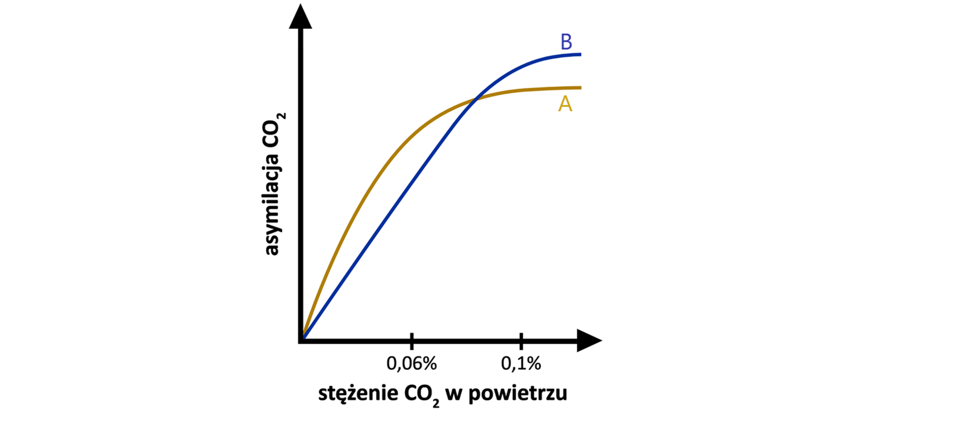 Grafika przedstawia wykres zależności pomiędzy asymilacją dwutlenku węgla a jego stężeniem w powietrzu. Na wykresie A oznaczonym kolorem złotym wielkość asymilacji dwutlenku węgla jest mniejsza niż na wykresie B oznaczonym kolorem niebieskim. Oba wykresy przecinają się dla stężenia dwutlenku węgla w powietrzu równego około 0,08%.