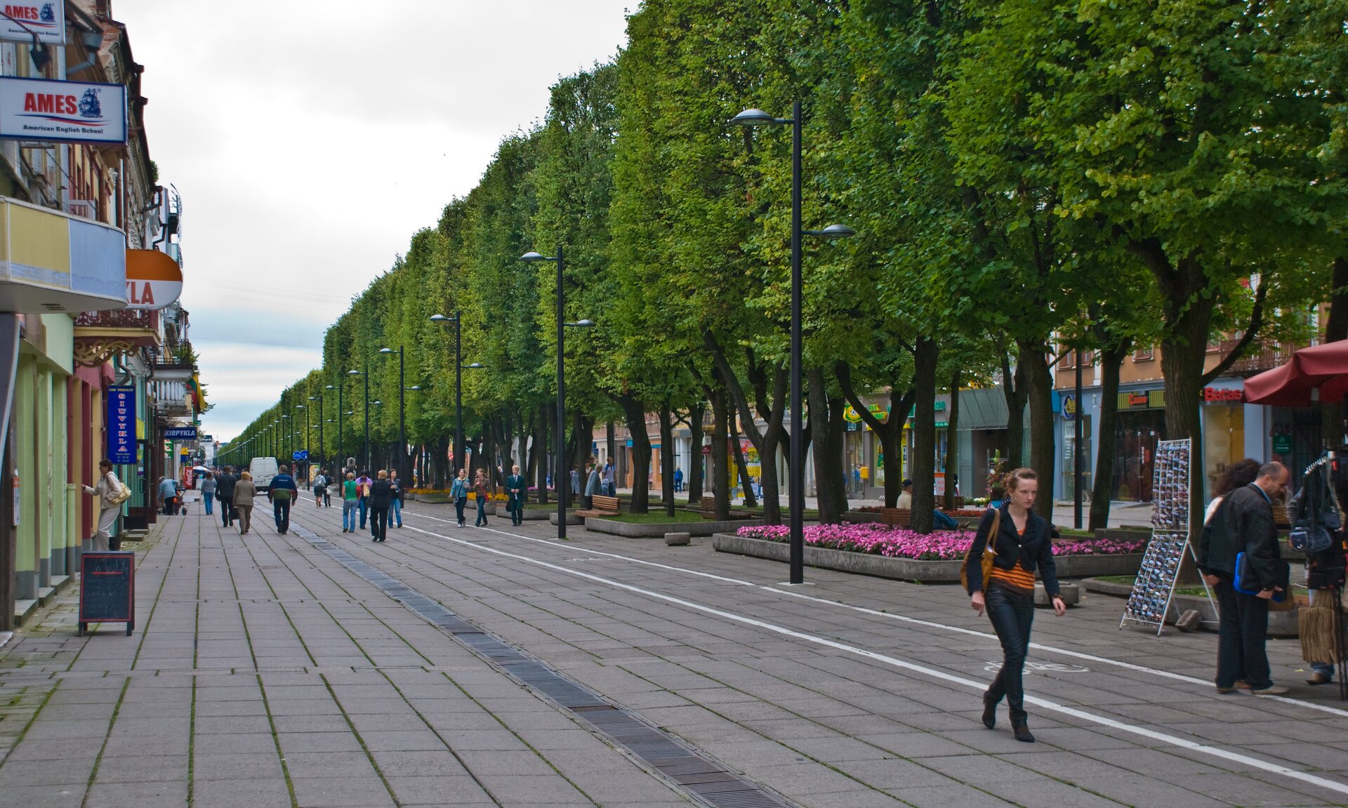 Fotografia przedstawia bardzo długi, szeroki deptak. Pośrodku rząd wysokich drzew. Po bokach budynki.