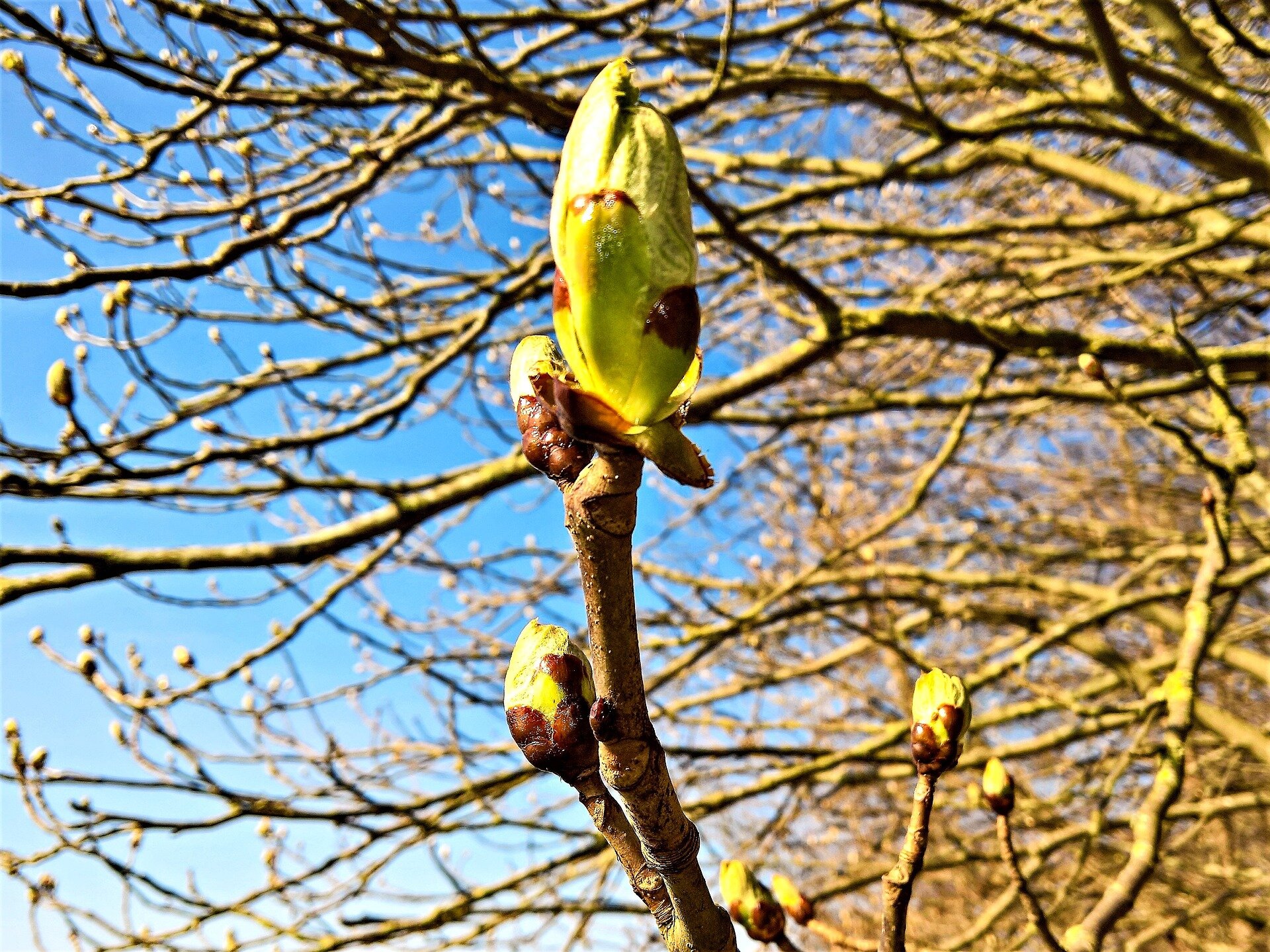 Zdjęcie przedstawia zbliżenie na jedną z cienkich brązowych gałązek drzewa, z której wyrastają podłużne pąki. Składają się one z zielonych części, z których wyrosną liście lub kwiaty, i brązowych łusek. Jeden pąk jest duży, dookoła otacza go kilka mniejszych. W tle widać błękitne niebo i wiele podobnych gałązek.