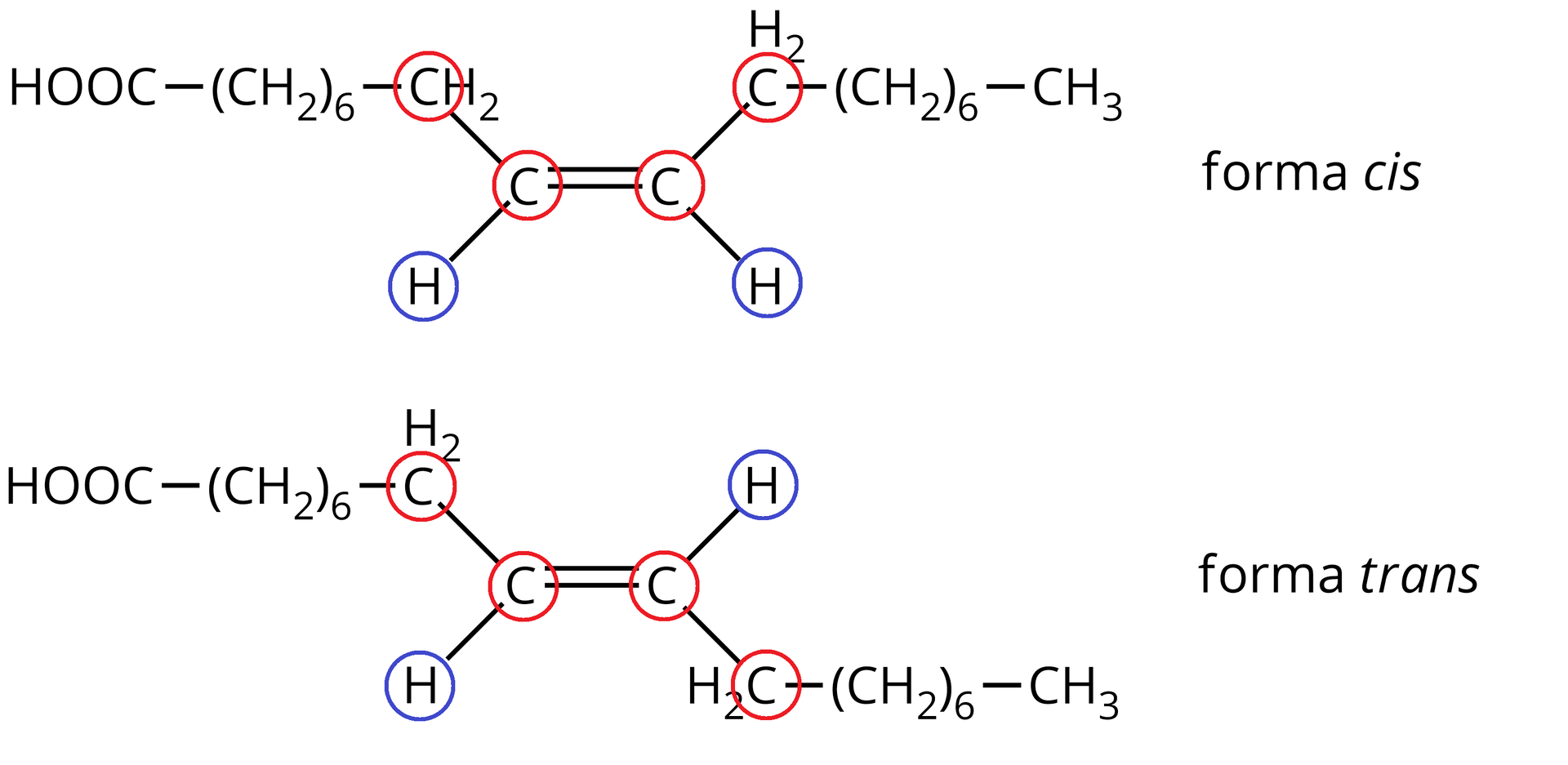 Na ilustracji są dwa wzory. Forma cis: dwa atomy węgla połączone wiązaniem podwójnym łączą się na dole - każdy z nich - z atomem wodoru. Atom węgla po lewej stronie łączy się z grupą metylenową, która łączy się z grupą metylenową 6 razy wziętą. Ta zaś łączy się z grupą karboksylową. Atom węgla leżący po prawej stronie wzoru łączy się z grupą metylenową, która łączy się z grupą metylenową 6 razy wziętą. Ta z kolei łączy się z grupą metylową. Zakreślono na czerwono dwa pojedyncze atomy węgla oraz atomy węgla z grup metylenowych, łączących się z pojedynczymi atomami węgla (w sumie zakreślono cztery atomy węgla). Kolorem niebieskim zakreślono dwa atomy wodoru łączące się na dole z pojedynczymi atomami węgla. Forma trans: dwa atomy węgla połączone są wiązaniem podwójnym. Atom węgla po lewej stronie wzoru łączy się na dole z atomem wodoru, a drugi atom węgla łączy się z atomem wodoru u góry. Atom węgla po lewej stronie wzoru łączy się u góry z grupą metylenową, która łączy się z grupą metylenową 6 razy wziętą. Ta zaś łączy się z grupą karboksylową. Atom węgla leżący po prawej stronie wzoru łączy się na dole z grupą metylenową, która łączy się z grupą metylenową 6 razy wziętą. Ta z kolei łączy się z grupą metylową. Zakreślono na czerwono dwa pojedyncze atomy węgla oraz atomy węgla z grup metylenowych, łączących się z pojedynczymi atomami węgla (w sumie zakreślono cztery atomy węgla). Kolorem niebieskim zakreślono dwa atomy wodoru łączące się z pojedynczymi atomami węgla.