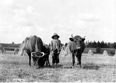 Zdjęcie przedstawia stojącego na polu chłopca. Dziecko ubrane jest w luźną koszulę, spodnie i kapelusz. Po obu jego stronach stoją trzymane przez niego krowy.  Na drugim planie widoczne są snopki zboża. Jeszcze dalej po prawej stronie rozpościera się las.