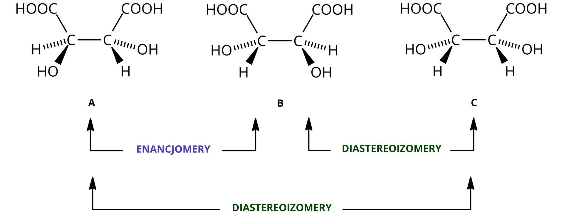 Na ilustracji są stereoizomery kwasu winowego. Wzory A, B, C. Wzór A i B to enancjomery. B i C oraz A i C to diastereoizomery. Wszystkie trzy wzory zbudowane są z dwóch połączonych ze sobą atomów węgla. Pierwszy z nich łączy się z grupą HOOC, drugi z COOH. Różnią się układem w dolnej części wzoru. We wzorze A pierwszy atom węgla leżący po lewej stronie wzoru łączy się po lewej stronie wiązaniem zaznaczonym linią przerywaną (klin) z atomem wodoru, we wzorze B i C jest w tym miejscu HO. Drugi atom węgla we wzorze A łączy się z grupą OH tym samym wiązaniem. We wzorze B jest w tym samym miejscu atom wodoru, a we wzorze C grupa OH. We wzorze A pierwszy atom węgla łączy się dodatkowo wiązaniem w postaci klina z grupą HO, wzór B i C z atomem wodoru w tym samym miejscu. Drugi atom węgla łączy się we wzorze A i C wiązaniem klinowym z atomem wodoru, a we wzorze B jest w tym miejscu grupa OH.
