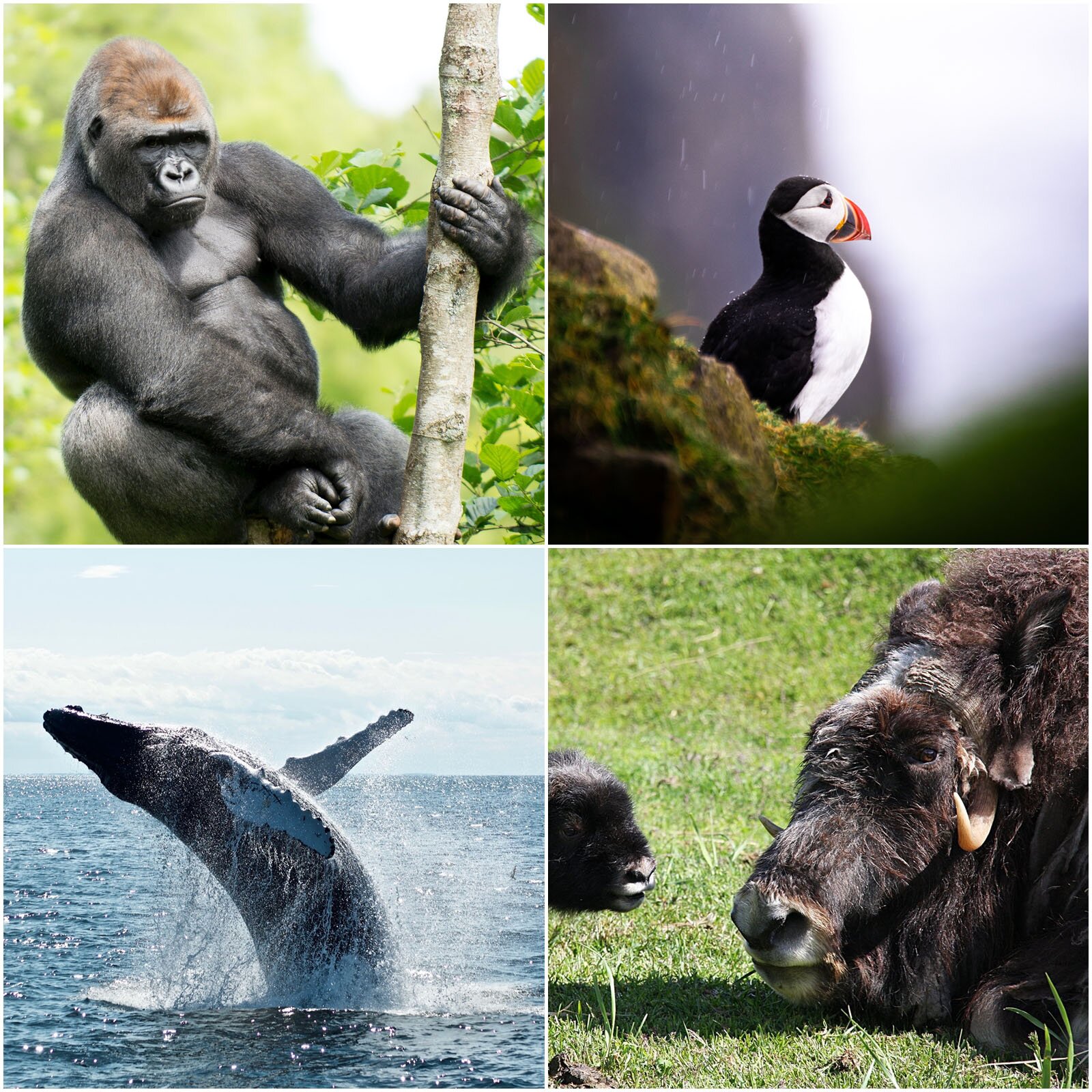 Ilustracja składa się z czterech zdjęć. Zdjęcie w lewym górnym rogu przedstawia siedzącego na drzewie goryla, który lewą łapą trzyma się konaru, zaś prawą ma opuszczoną w dół między dolnymi łapami. W tle widoczne są liście i rozmyta zieleń. Zdjęcie w prawym górnym rogu przedstawia ptaka wodnego – maskonura zwyczajnego, z czerwonym dziobem, głową, karkiem, grzbietem i skrzydłami w kolorze czarnym. Boki głowy, pierś i brzuch są w kolorze białym. Zdjęcie w lewym dolnym rogu przedstawia wieloryba wyskakującego z wody. Zdjęcie w prawym dolnym rogu przedstawia woła piżmowego. Widoczna jest przednia część masywnego zwierzęcia, gęsto porośniętego brązową, długą sierścią. Na głowie widoczne są rogi rosnące od dołu w górę, wygięte końcami ku górze.