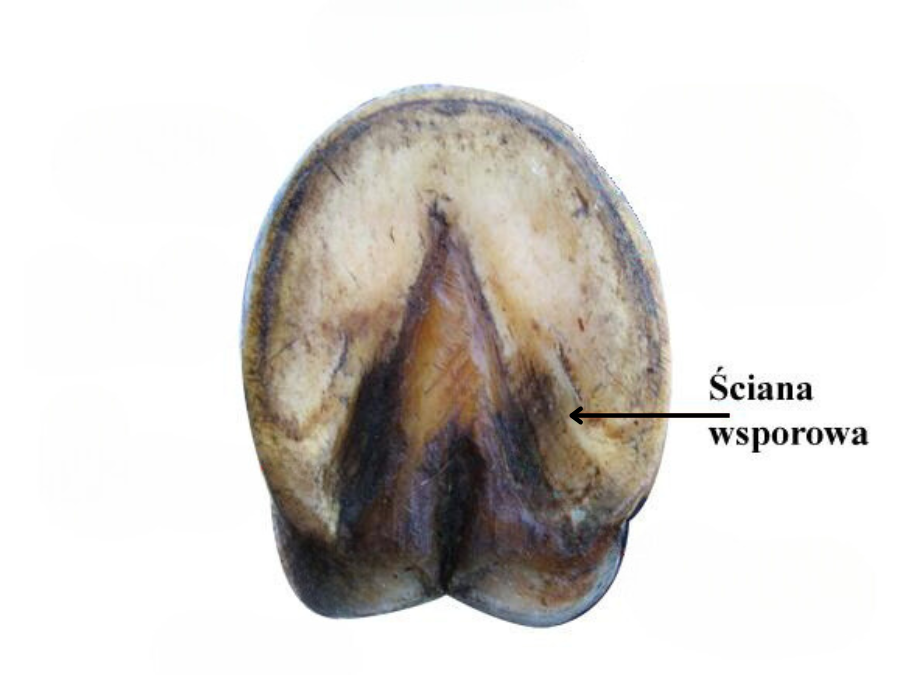 Grafika przedstawia spód kopyta konia. Kopyto ma kształt łuku. Zaokrąglenie występuje w przedniej części. W tylnej części występuje wgłębienie, które kształtem przypomina strzałkę z grotem skierowanym w stronę przedniej części kopyta. Ściana wsporowa znajduje się w wewnętrznej części kopyta, blisko strzałki.
