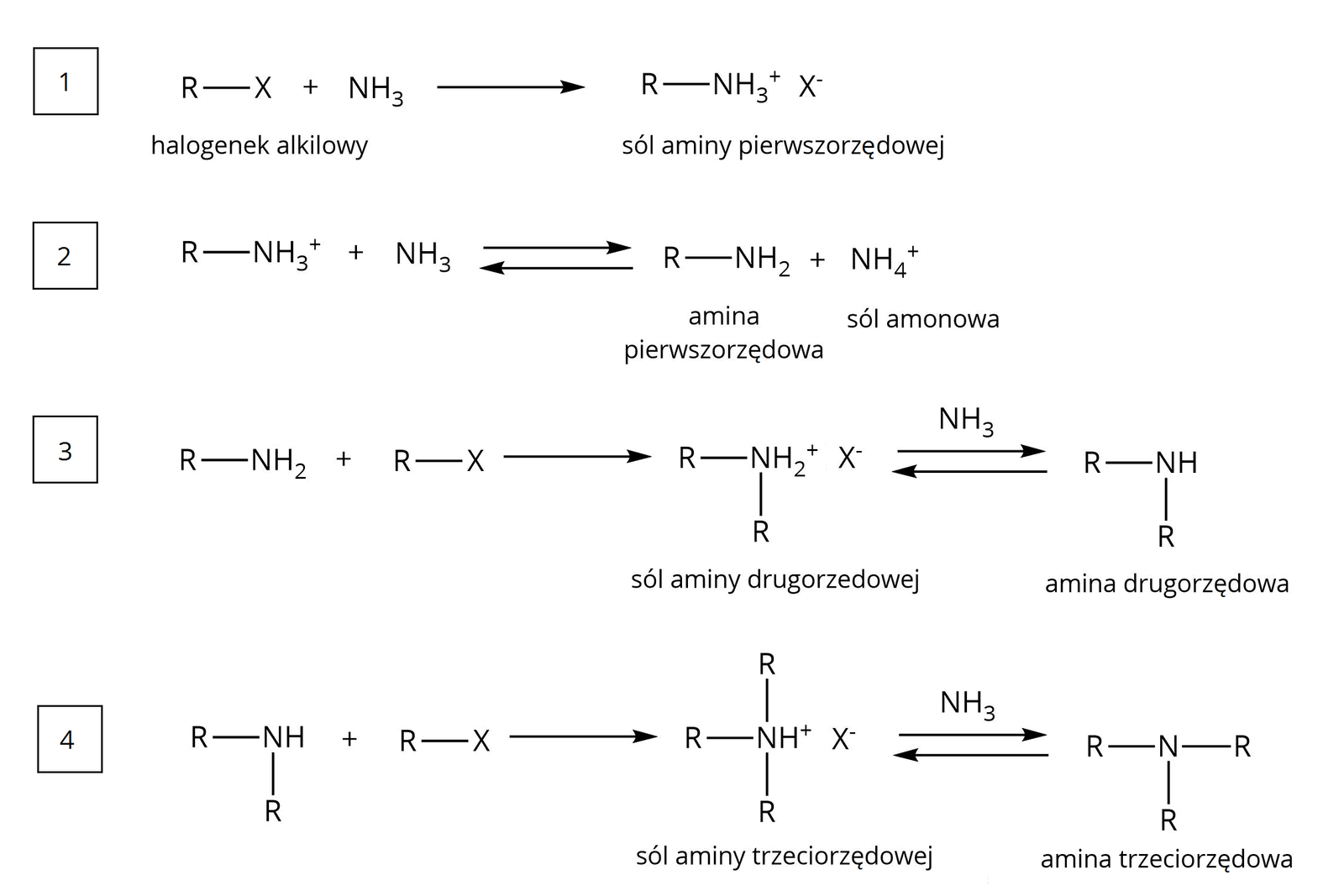 Ilustracja przedstawia cztery reakcje omawiające różną rzędowość amin. Pierwsza: halogenek alkilowy reaguje z amoniakiem i tworzy się sól aminy pierwszorzędowej: R-X + NH3 → R-NH3+X-. Równanie drugie: sól aminy pierwszorzędowej w reakcji z amoniakiem Tworzy aminę pierwszorzędową i sól amonową. R-NH3+ + NH3 → R-NH2 + NH4+. Trzecie równanie: R-NH2 + R-X → R2-NH2+X-. Powstająca sól aminy trzeciorzędowej, pod wpływem amoniaku tworzy aminę drugorzędową: R2-NH. Czwarte równanie: amina drugorzędowa: R2-NH w reakcji z RX daje sól aminy trzeciorzędowej, w której do atomu azotu przyłączono trzy grupy R, atom wodoru H. cząsteczka ma ładunek dodatni, tworzy sól z anionem X-. Pod wpływem amoniaku tworzy aminę trzeciorzędową: R3-NH.
