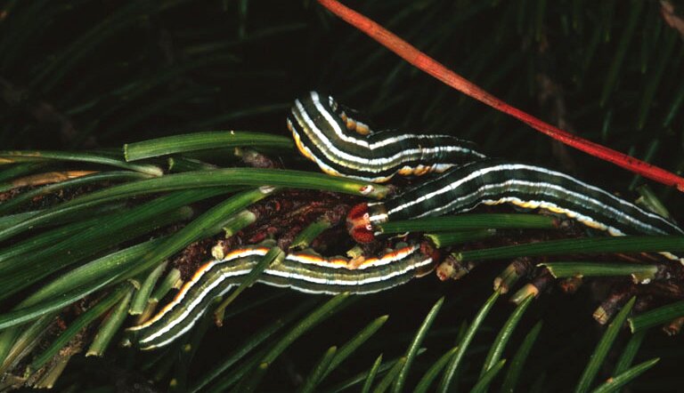 Zdjęcie przedstawia gąsienice strzygoni choinówki na gałązce. Ciało owada pokrywają podłużne, biało‑zielone pasy.