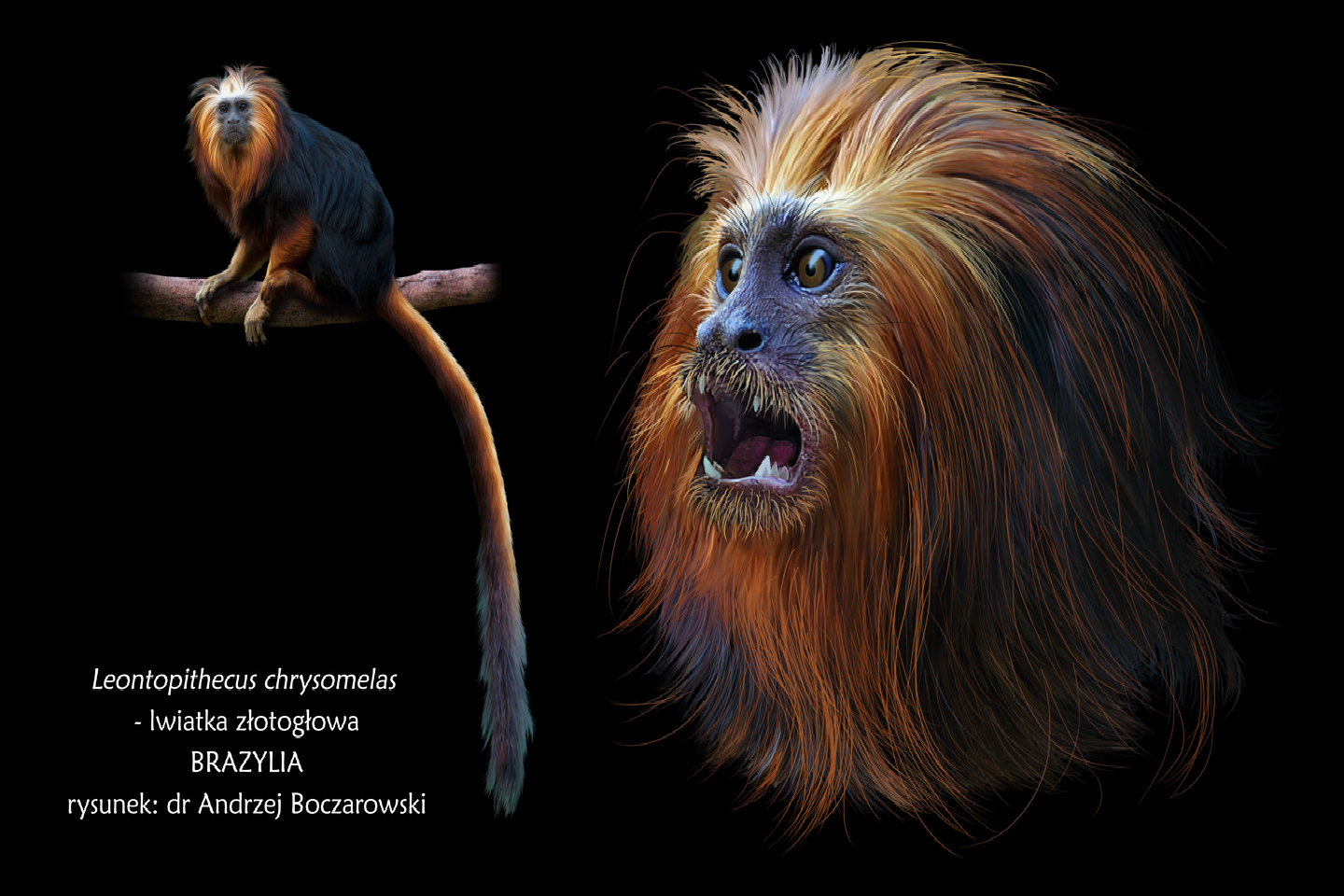 Rysunek prezentuje lwiatkę złotogłową. Z lewej strony rysunku widoczna małpiatka siedząca w oddali na pniu, natomiast z prawej strony w przybliżeniu głowa małpiatki. Małpiatka jest niewielkich rozmiarów z długą grzywą na głowie. Grzywa jest pomarańczowa, reszta ciała ciemnobrązowa. Ogon długi, zakończony pędzelkiem pomarańczowych włosów. Po prawej stronie rysunku, gdzie zaprezentowana jest głowa małpiatki widać jej okrągłe duże oczy, płaski nos z szerokimi nozdrzami, oraz otwarty pysk z krótkimi, ostro zakończonymi kłami. 