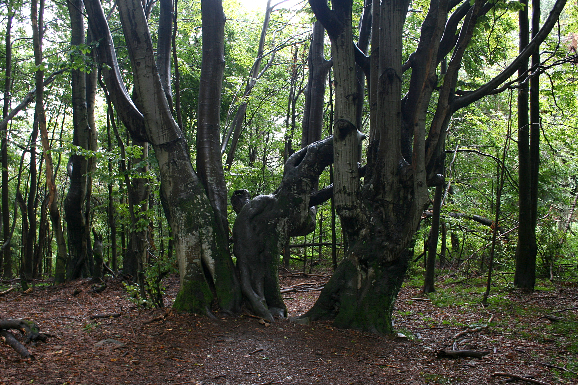 Fotografia prezentuje wygląd regla dolnego. Na fotografii widoczny liściasty las bukowy.