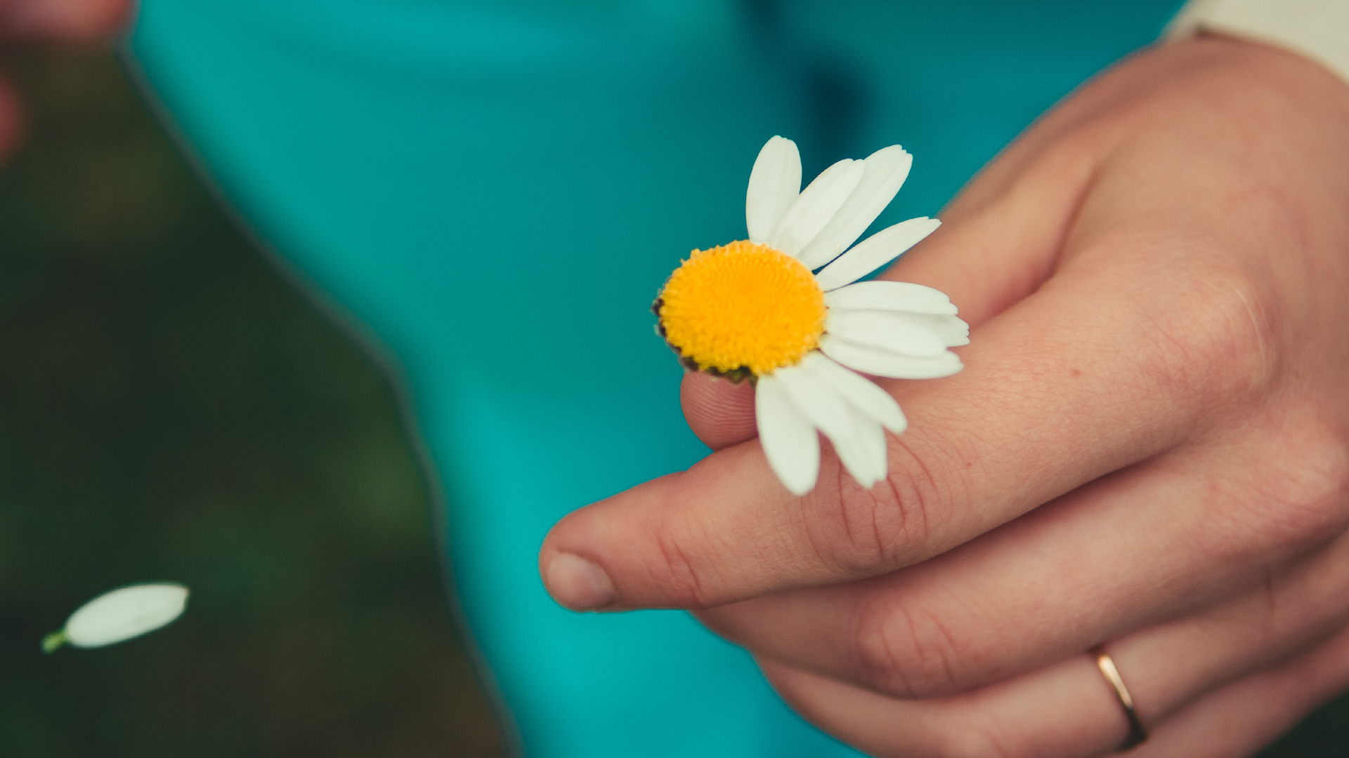 Zdjęcie przedstawia zbliżenie na stokrotkę, która znajduje się w dłoni. Stokrotka ma w połowie oberwane płatki. Jeden z płatków opada na ziemię. Na palcu dłoni znajduje się obrączka.