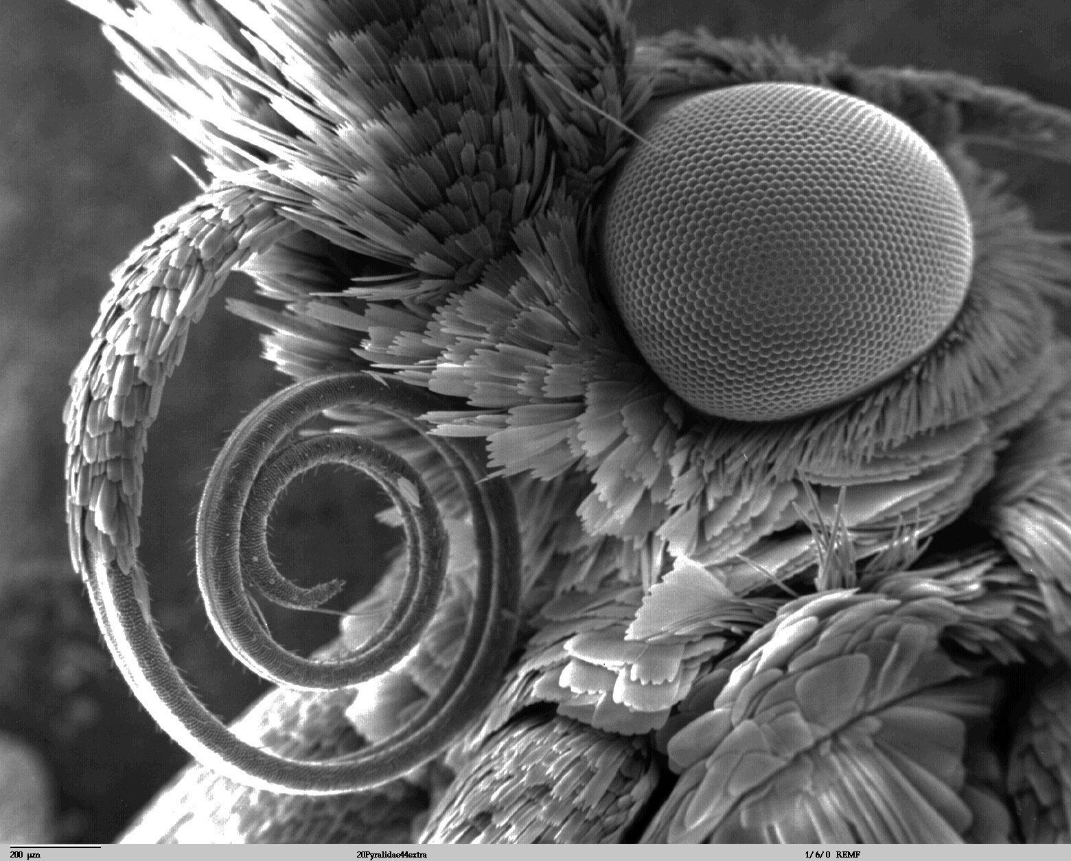 Zdjęcie przedstawia aparat gębowy ćmy w przybliżeniu mikroskopu. Ma on formę długiej, cienkiej nitki zawiniętej koncentrycznie w stronę ciała owada. 