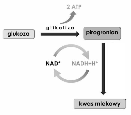 Grafika przedstawia schemat przebiegu fermentacji. W wyniku glikolizy glukozy powstaje pirogronian z wydzieleniem 2 cząsteczek ATP. Następnie w wyniku redukcji NADH dochodzi do wytworzenia kwasu mlekowego. 