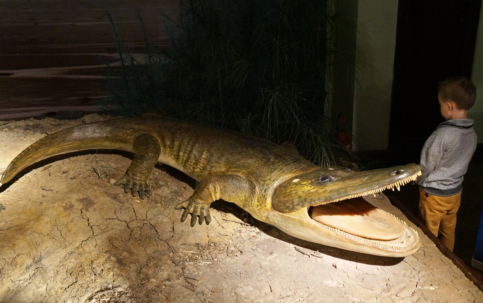 Fotografia przedstawia wnętrze Muzeum Ewolucji w Warszawie. W gablocie na spękanej ziemi umieszczono figurę wymarłego płaza z Krasiejowa, cyklotozaura. Stoi z otwartą paszczą w prawo, wewnątrz różowy płaski język. Tułów jasnobrązowy, wydłużony, oparty na krótkich łapach z pięcioma palcami bez błony pławnej. Ogon średnio długi, lekko bocznie spłaszczony, ostro zakończony. Obok stoi znacznie mniejszy od niego chłopiec.