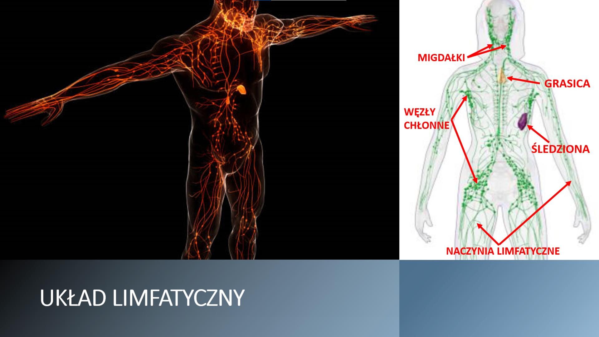 Slajd. W górnej części dwie ilustracje ustawione jedna obok drugiej. Z lewej strony, na czarnym tle, sylwetka ludzka z zaznaczonym na pomarańczowo układem limfatycznym. Z prawej strony, na białym tle, ilustracja przedstawiająca sylwetkę ludzką z zielonymi nerwami. Na ilustracji czerwone strzałki wskazujące: migdałki, węzły chłonne, naczynia limfatyczne, śledzionę, grasicę. W dolnej części slajdu, na ciemnoszarym tle, biały nagłówek: „Układ limfatyczny”.