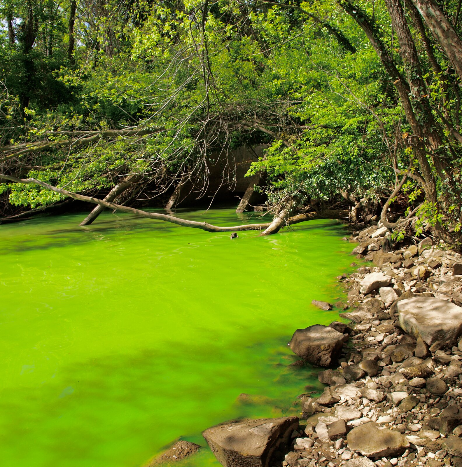 Zdjęcie przedstawia rzekę płynącą przez las. Gałęzie drzew zniżają się do powierzchni wody. Cała powierzchnia rzeki pokryta grubą warstwą zielonego kożucha.