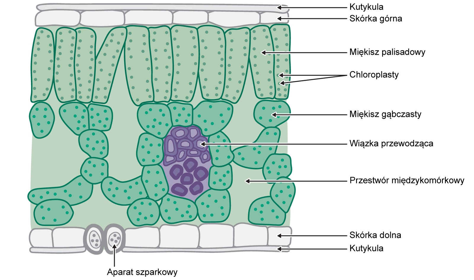 Schemat przedstawia budowę anatomiczną liścia. Jego wierzchnia warstwa jest pokryta kutykulą. Czyli warstwą ochronną. Pod spodem kutykuli znajduje się skórka górna. Jest zbudowana z komórek o nieregularnym kształcie. Komórki skórki górnej przylegają ściśle do siebie. Pod skórką mieści się miękisz palisadowy. Jego cylindryczne, ustawione prostopadle do powierzchni liścia komórki stanowią kolejną warstwę. W miękiszu znajdują się liczne chloroplasty, czyli ciałka zielone. Chloroplasty znajdują się też w kolejnej warstwie, w miękiszu gąbczastym. Tu komórki są luźno ułożone, a pomiędzy nimi występują szczególnie duże przestwory międzykomórkowe tworzące obszerne komory powietrzne. Komórki miękiszu gąbczastego mają nieregularny kształt. Komórki miękiszu gąbczastego otaczają wiązki przewodzące liścia. Wiązki te stanowią zwartą strukturę, przylegają ściśle do siebie. Pod przestworem międzykomórkowym znajduje się kolejna warstwa komórek, tworząca skórkę dolną liścia. Tak jak skórka górna, skórka dolna składa się z przylegających do siebie komórek. W skórce dolnej liścia znajduje się wyspecjalizowany aparat szparkowy. Składa się on z dwóch owalnych komórek szparkowych, między którymi znajduje się otwór – szparka połączona do komory podszparkowej w miękiszu gąbczastym wewnątrz organu. Otaczająca aparat szparkowy skórka dolna pokryta jest kutykulą.
