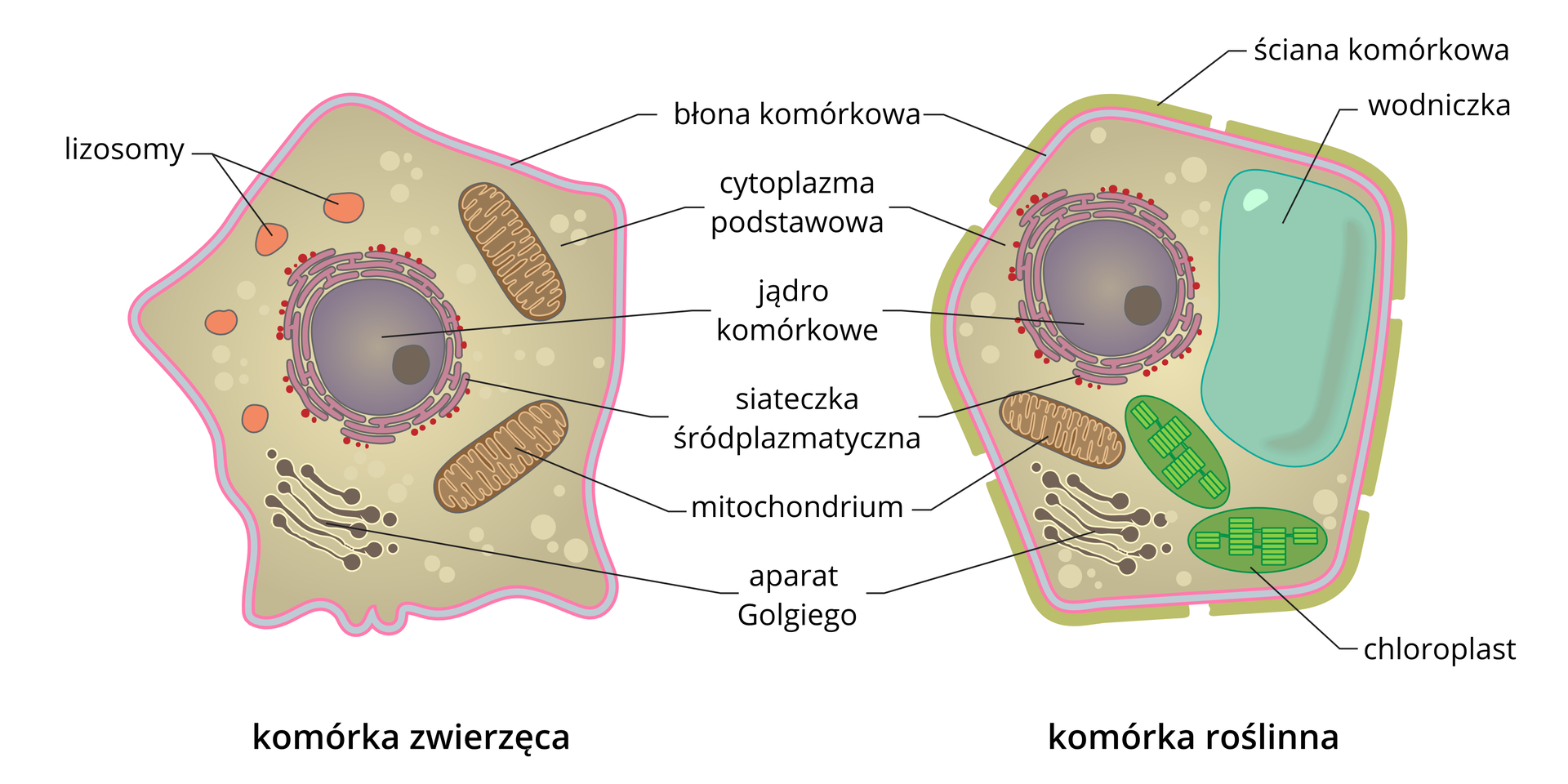 Ilustracja przedstawia porównanie budowy komórki roślinnej i zwierzącej. W komórkach są wrysowane i podpisane organella komórkowe.