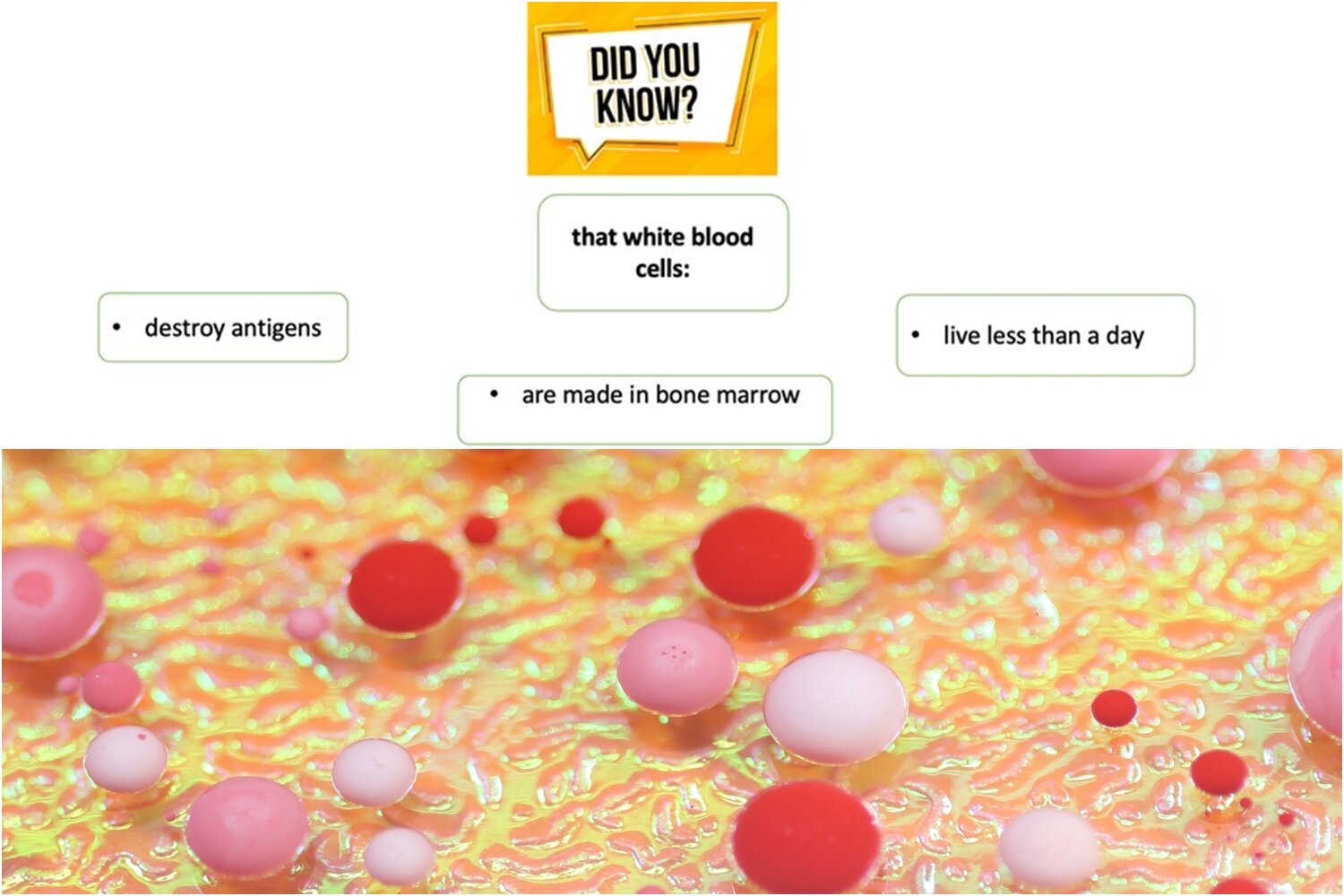 Grafika składa się z 5 prostokątów, wypełnionych napisami, pod którymi ukazano graficzny obraz krwinek, przedstawionych jako białe, różowe i czerwone kulki. W pierwszym prostokącie jest napis: DID YOU KNOW?. Pod nim jest prostokąt z napisem "THAT WHITE BLOOD CELLS:", pod którym umieszczono trzy prostokąty obok siebie, w których są napisy: "DESTROY ANTIGENS", "ARE MADE IN BONE MARROW", "LIVE LESS THAN ONE DAY".
