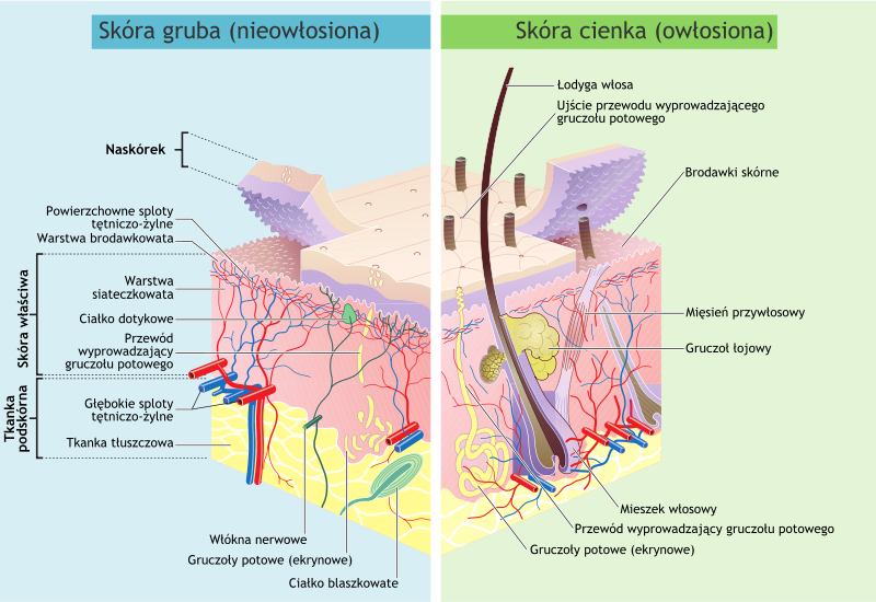 Grafika przedstawia dwa przekroje przez warstwy skóry. Po lewej stronie skóra gruba, nieowłosiona. Zaznaczone są następujące elementy: naskórek, powierzchowne sploty tętniczo‑żylne, warstwa brodawkowata, skóra właściwa, na którą składają się: warstwa siateczkowata, ciałko dotykowe, przewód wyprowadzający gruczołu potowego; tkanka podskórna, na która składają się: głębokie sploty tętniczo‑żylne, tkanka tłuszczowa.Po prawej stronie skóra cienka, owłosiona. Zaznaczone są następujące elementy: łodyga włosa, ujście przewodu wyprowadzającego gruczołu potowego, brodawki skórne, mięsień przywłosowy, gruczoł łojowy, mieszek włosowy, przewód wyprowadzający gruczołu potowego, gruczoły potowe (ekrynowe). 