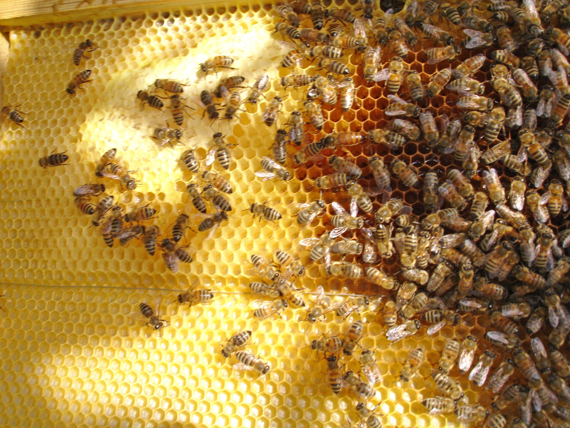 Na fotografii przedstawione są pszczoły siedzące na plastrze miodu. Pszczoły to owady o złotobrązowym kolorze. Ich odwłok posiada czarne poziome paski, a tułów drobne włoski, przez co pszczoła wydaje się w tym miejscu puszysta. Oczy pszczół są duże i czarne. Skrzydła przezroczyste.