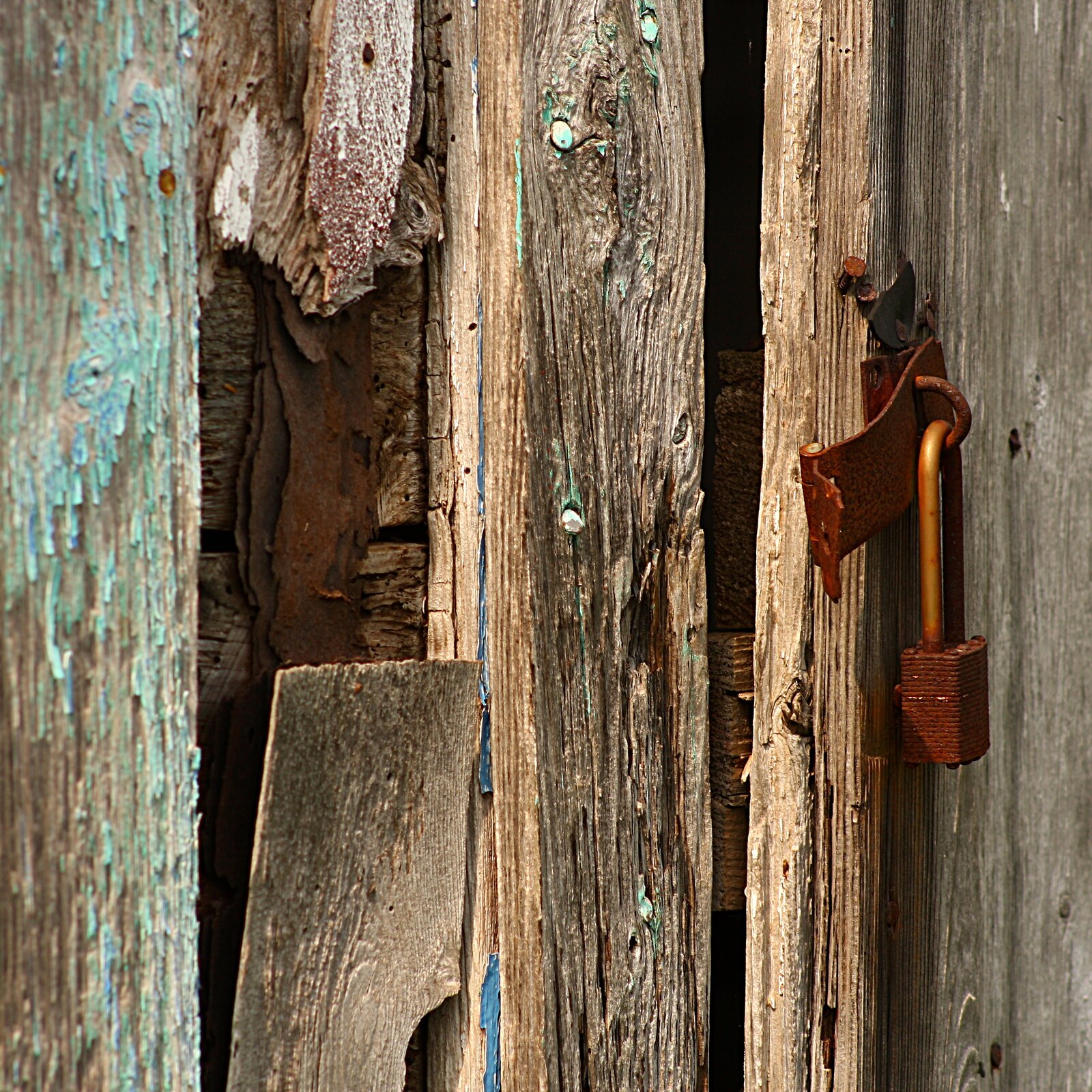 Fotografia przedstawia ustawione pionowo kawałki chropowatego, szaro‑brązowego, niszczejącego drewna z niebieskim nalotem.