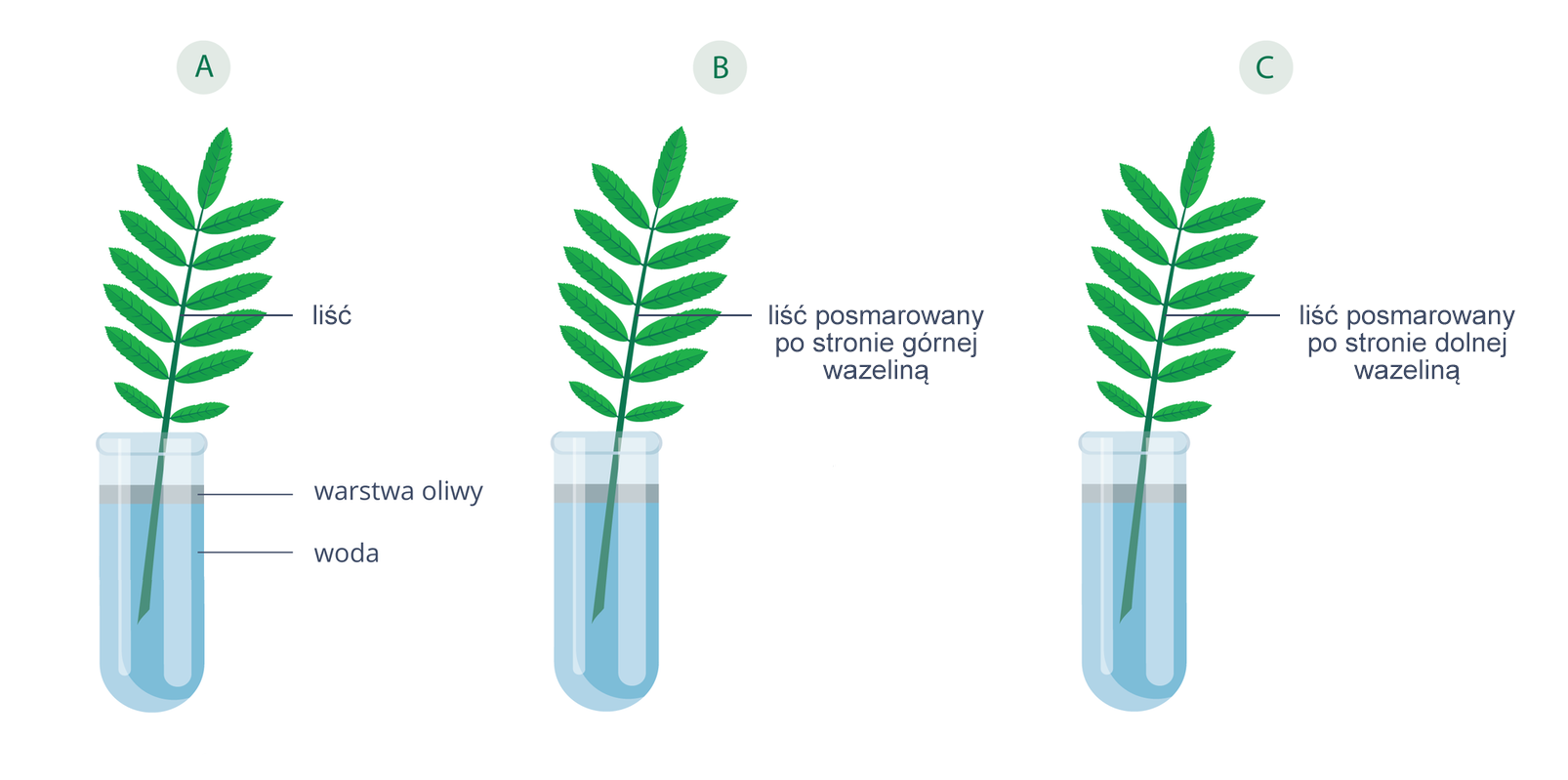 Grafika przedstawia zestaw doświadczalny. Widoczne są trzy probówki wypełnione wodą. Na powierzchni wody znajduje się cienka warstwa oliwy. Do każdej probówki wsadzony jest liść. Probówka A posiada liść naturalny. Probówka B posiada liść posmarowany po stronie górnej wazeliną. Probówka C posiada liść posmarowany po stronie dolnej wazeliną.