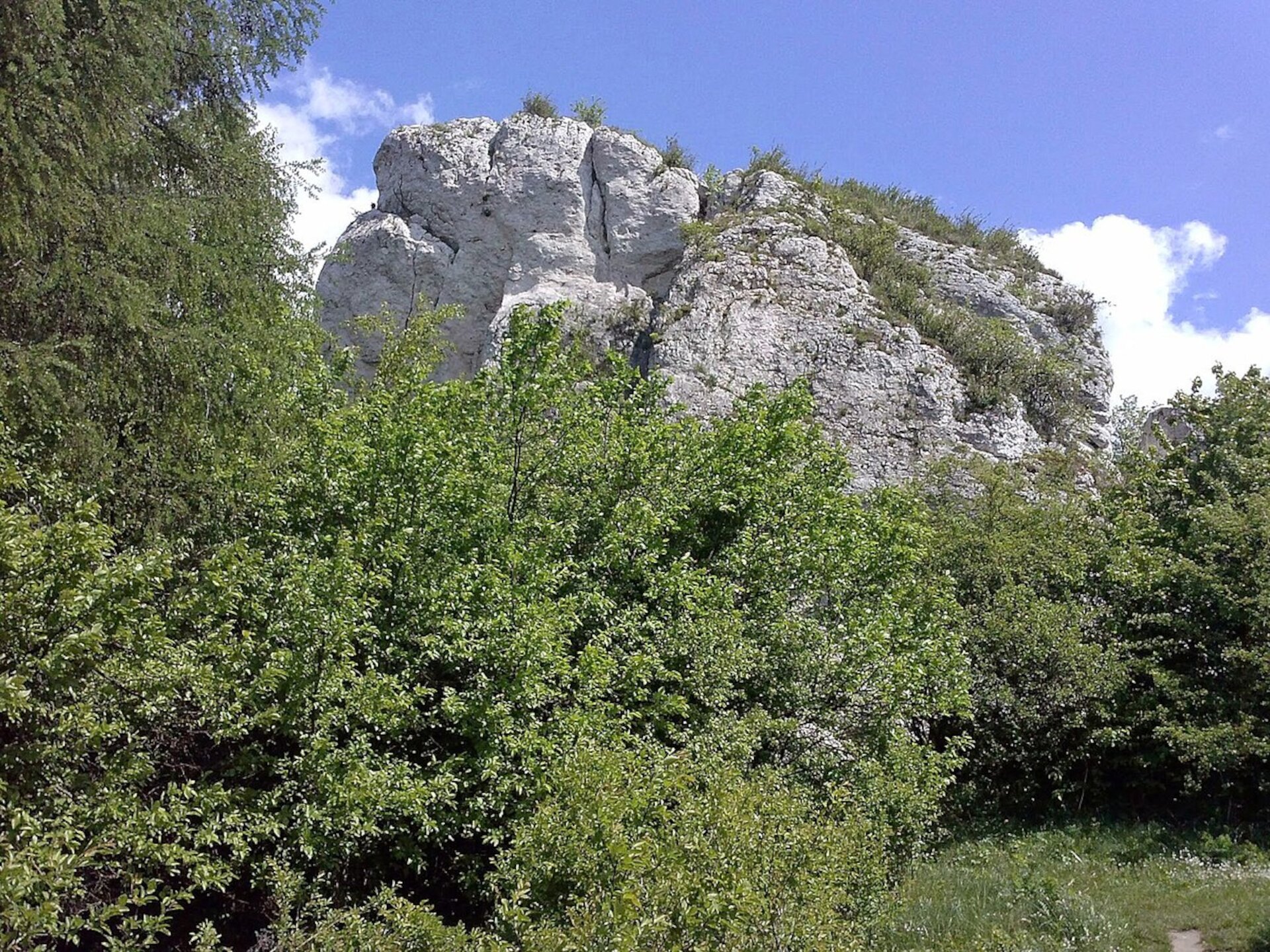 Ilustracja przedstawia wysokie, biało szare skały wapienne na tle zielonego lasu. Skały są bardzo nieregularne, pełne pęknięć i otworów.