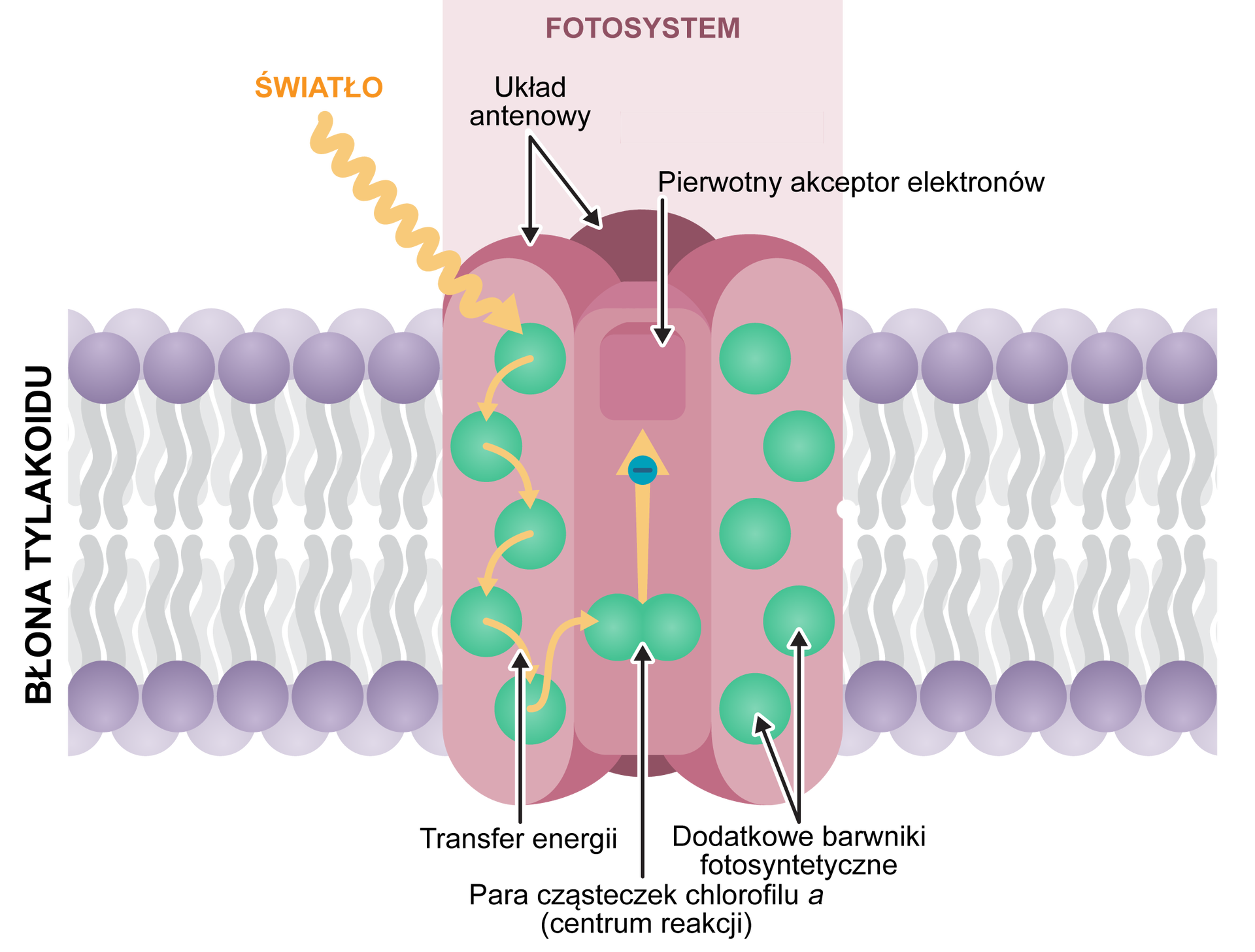 Rysunek przedstawia budowę fotosystemu. Fotoukład tworzą centrum reakcji fotoukładu oraz towarzyszące mu układy antenowe absorbujące kwanty światła, czyli fotony i przekazujące energię do centrum reakcji. W centrum reakcji z dimera chlorofilu a wybijany jest elektron i przekazywany na kolejne przenośniki elektronów. Centrum układu reakcji na rysunku ma prostopadłościenny kształt. We wnętrzu centrum reakcji znajdują się kuliste, zielone cząsteczki chlorofilu zawierające barwniki fotosyntetyczne. Wchodzą w skład układu antenowego fotosystemu, którego cząsteczki pochłaniają fotony, a energię wzbudzenia przekazują do centrum reakcji. Centrum reakcji zakończone jest półokrągłymi systemami antenowymi z pierwotnym akceptorem elektronów o prostokątnym kształcie. Centrum znajduje się w błonie tylakoidu. Na rysunku błona składa się z dwóch, podwójnych warstw cząsteczkowych. Każda cząsteczka ma parę nitkowatych wypustek.