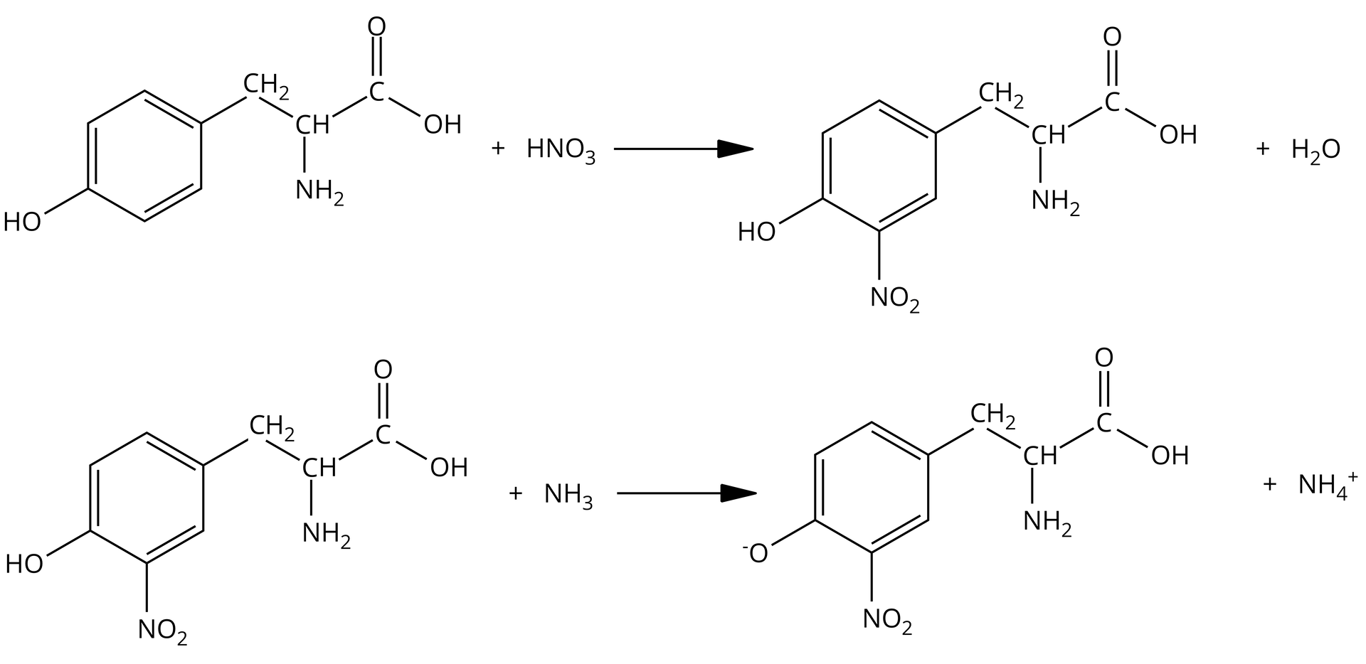 Ilustracja przedstawiająca dwa równania reakcji pierwsze z udziałem tyrozyny oraz drugie z udziałem produktu pierwszej reakcji. Pierwsze równanie. Cząsteczka tyrozyny zbudowana z grupy karboksylowej COOH połączonej z grupą CH, która to podstawiona jest grupą aminową NH2 oraz grupą metylenową CH2. Grupa metylenowa łączy się z sześcioczłonowym pierścieniem aromatycznym, który podstawiony jest w pozycji czwartej grupą hydroksylową. Dodać cząsteczka HNO3. Strzałka w prawo, za strzałką, cząsteczka kwasu 2-amino-3-(4-hydroksy-3-nitrofenylo)propanowego, który to w porównaniu do substratu posiada w pierścieniu aromatycznym w pozycji trzeciej grupę nitrową NO2, to znaczy jest ona zlokalizowana w pozycji orto względem grupy hydroksylowej w pierścieniu aromatycznym. Drugie równanie. Cząsteczka kwasu 2-amino-3-(4-hydroksy-3-nitrofenylo)propanowego dodać cząsteczka amoniaku NH3. Strzałka w prawo, za strzałką cząsteczka produktu, w którym grupa hydroksylowa obecna w pierścieniu aromatycznym uległa deprotonacji, to znaczy powstał anion fenolanowy, w którym atom tlenu obdarzony jest ładunkiem ujemnym. Dodać kation amoniowy NH4+.