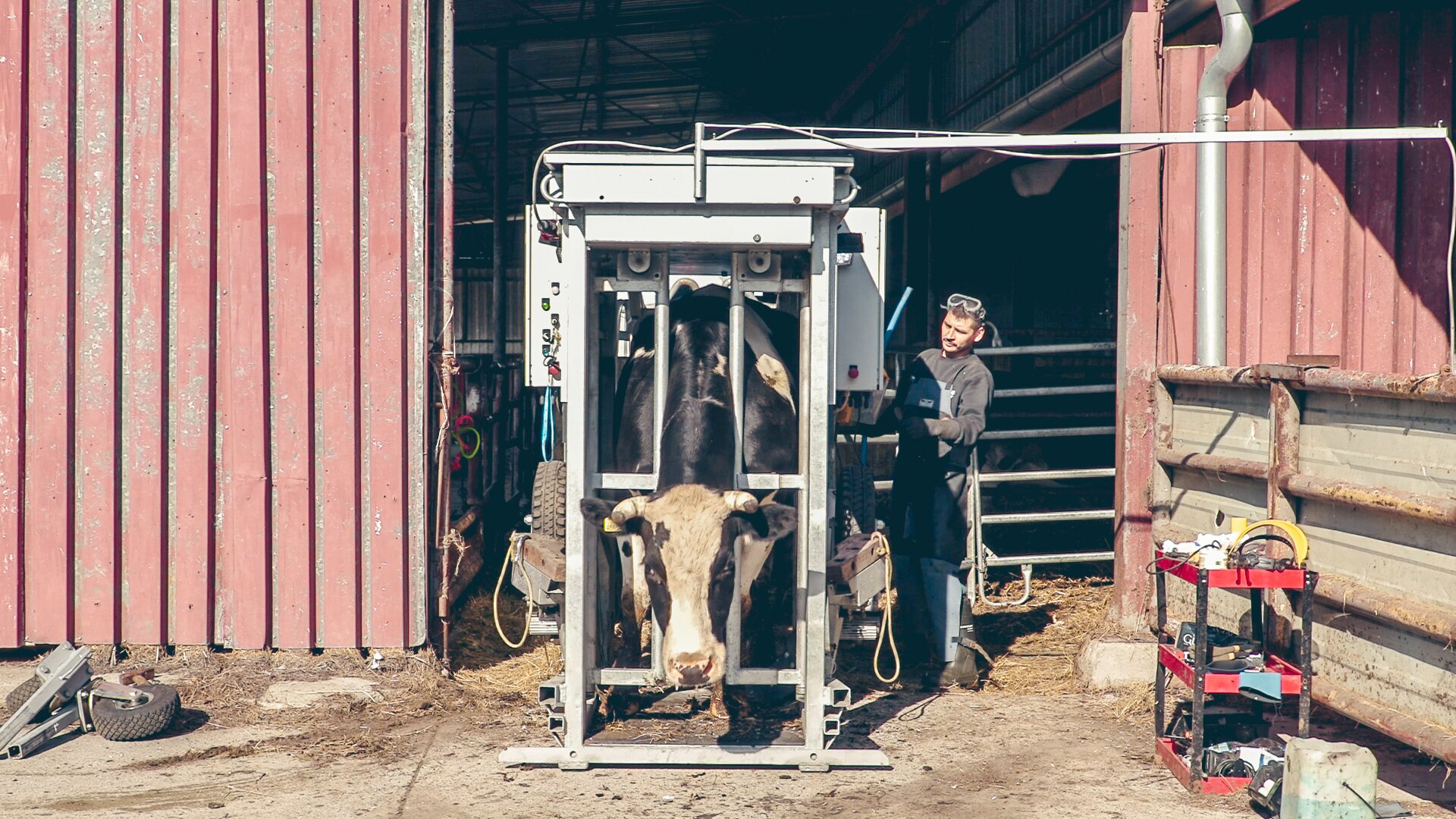 Zdjęcie przedstawia krowę znajdującą się w klatce poskromowej. Głowa zwierzęcia blokowana jest drzwiami zatrzaskowymi.