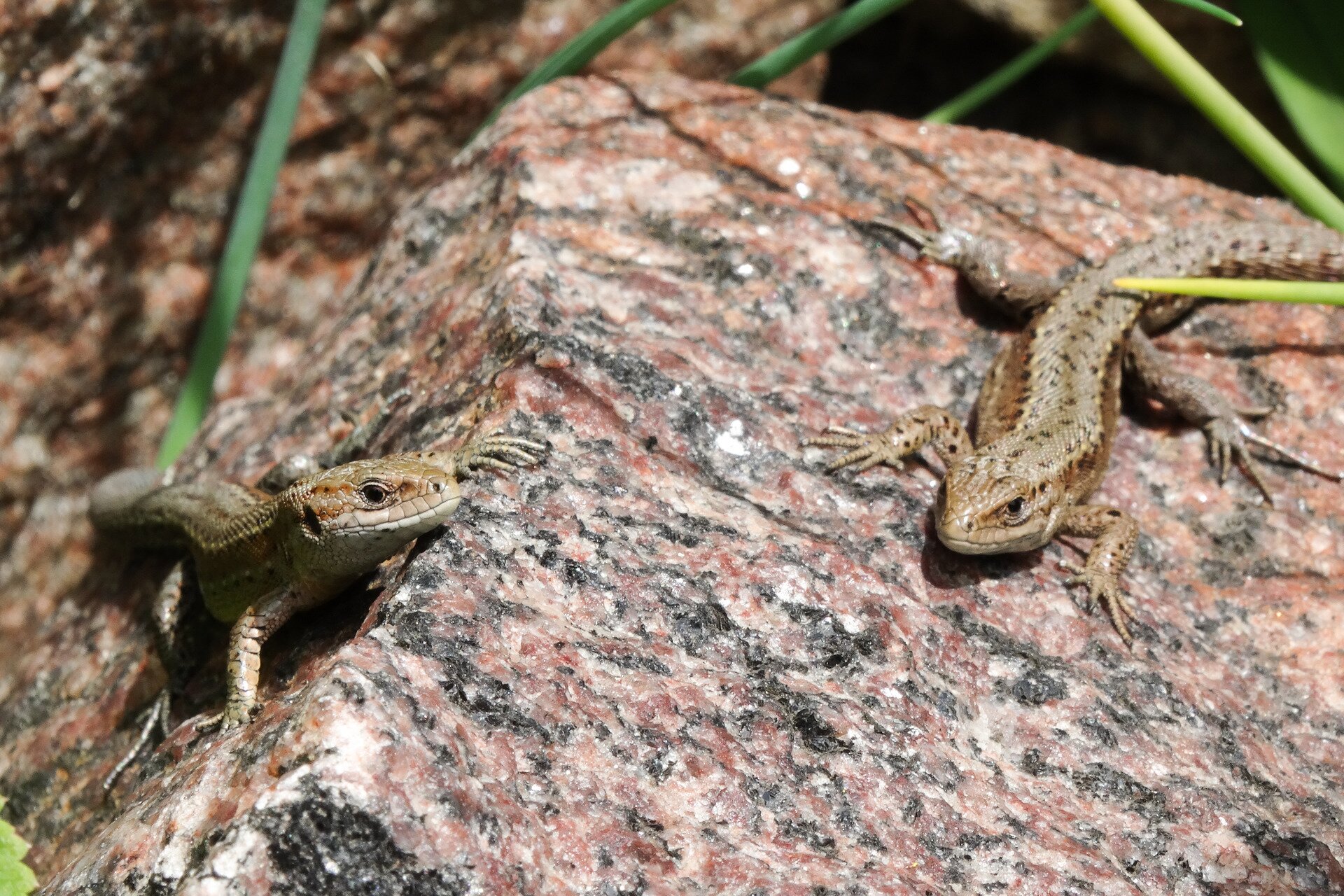 Fotografia przedstawia z dwie brązowe jaszczurki żyworodne. Stoją na kamieniu skierowane głowami w swoją stronę. Mają szerszy tułów i cienkie łapy z długimi palcami. Na głowie szerokie, na ciele drobne łuski. Boki ciemnobrązowe, grzbiet jaśniejszy. Całe ciało pokrywają gdzieniegdzie czarne plamki.  