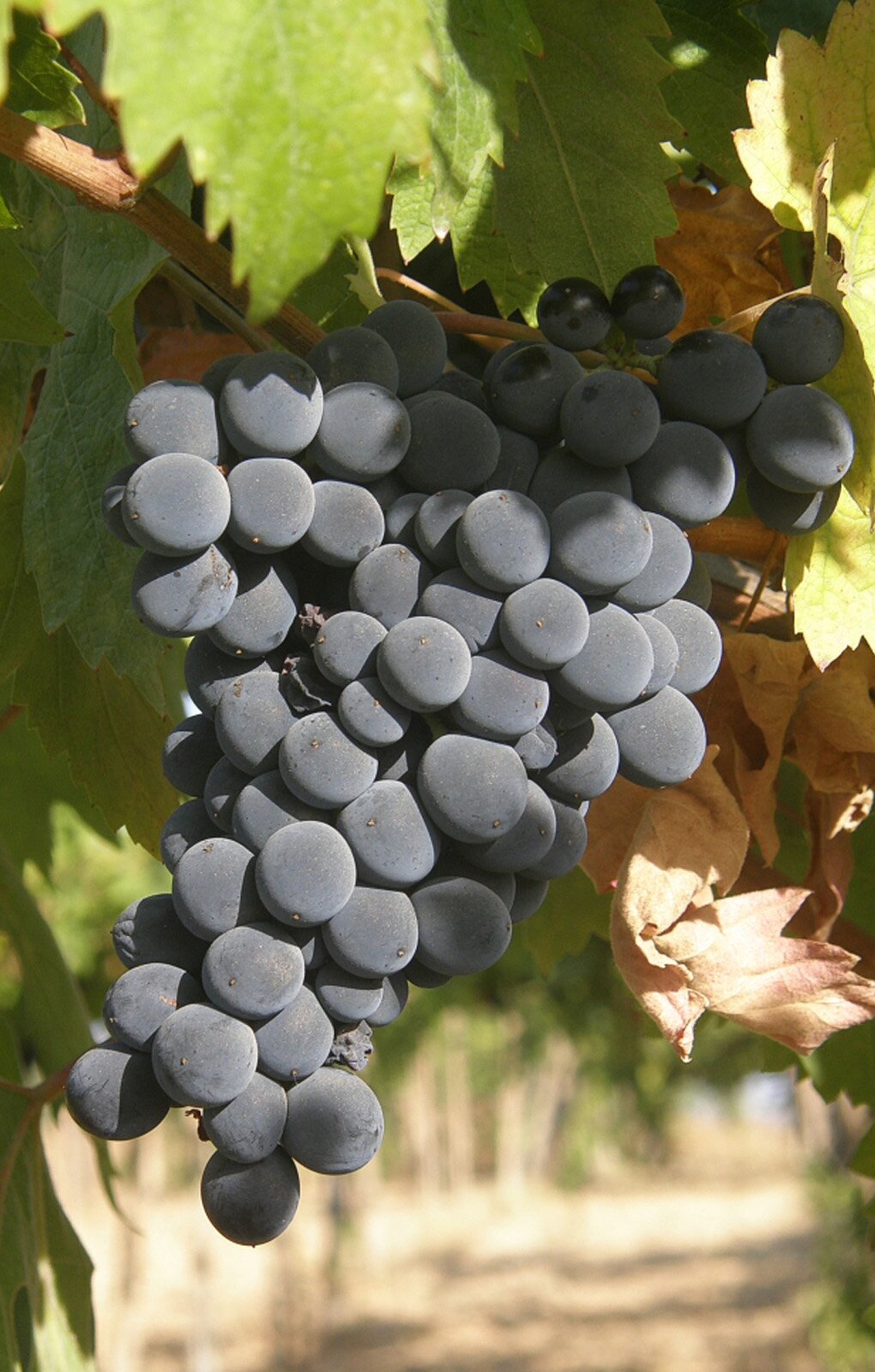 Zdjęcie przedstawia odmianę winorośli Montepulciano. Widoczna jest duża kiść winogron, złożona z dużych kulistych jagód w kolorze ciemnofioletowym, prawie czarnym. U góry widoczne są liście winorośli.