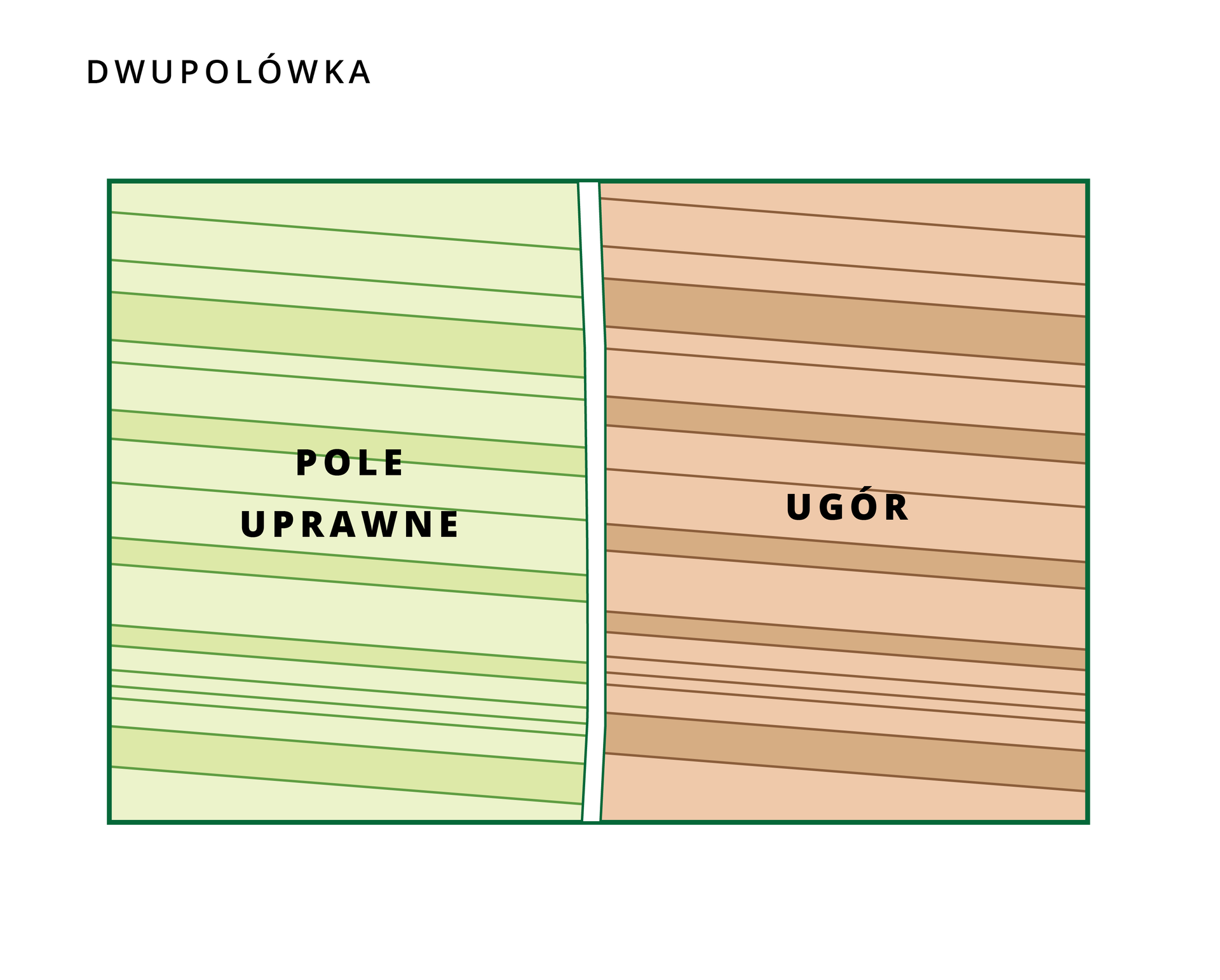 Rysunek przedstawia schemat dwupolówki. Po lewej stronie znajduje się zielone pole uprawne, a po lewej czerwonobrązowy ugór.