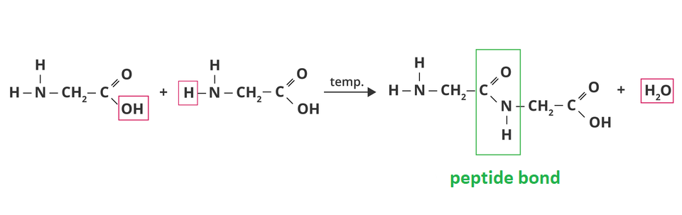 Schemat przedstawiający powstawanie wiązania peptydowego pomiędzy dwiema cząsteczkami glicyny. Dwie cząsteczki glicyny łączą się ze sobą. W wyniku ich połączenia od grupy karboksylowej pierwszego aminokwasu odrywa się grupa o ha (zaznaczona czerwoną ramką). Od grupy aminowej drugiego aminokwasu odrywa się atom wodoru ha (zaznaczony czerwoną ramką). Pod wpływem temperatury powstaje dipeptyd, w którym występuje wiązanie peptydowe peptide bond łączące cząsteczki aminokwasów. Wiązanie peptydowe (zaznaczone zieloną ramką) składa się z atomu węgla c połączonego wiązaniem podwójnym z atomem tlenu o i wiązaniami pojedynczymi kolejno z atomem azotu en oraz wodoru ha. W wyniku reakcji powstaje dodatkowo jedna cząsteczka wody ha dwa o (zaznaczona czerwoną ramką).  