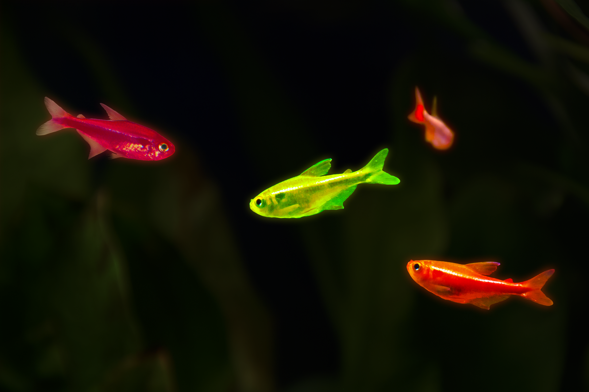 Fotografia przedstawia cztery rybki w ciemnym akwarium. Ich ciało świeci w neonowych kolorach: zielonym, czerwonym i pomarańczowym. To transgeniczne Danio pręgowane. Ich organizm produkuje fluorescencyjne białko.