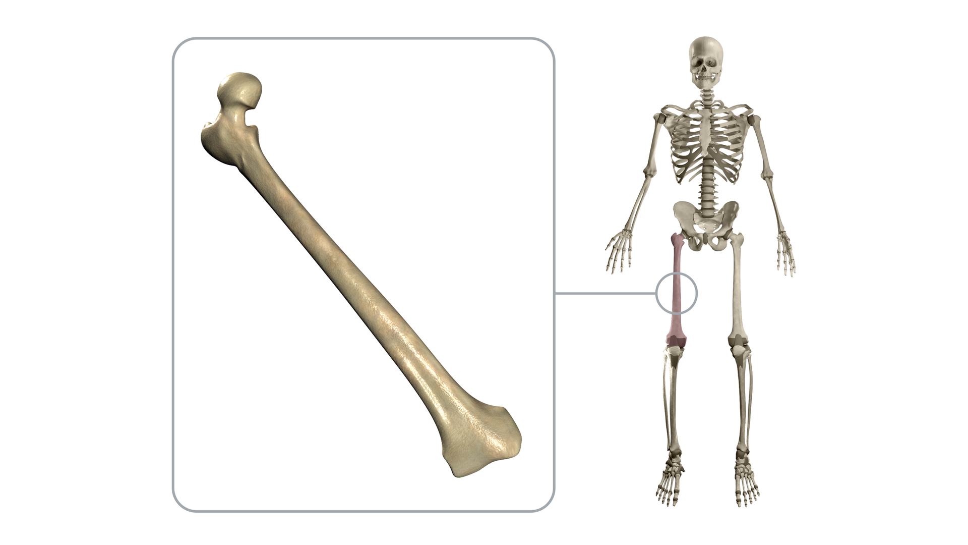 Ilustracja przedstawia ludzki szkielet. Na szkielecie zaznaczona jest kość udowa. Jest ona ukazana w zbliżeniu. Kość jest długa i można w niej wyróżnić trzon i dwa końce: koniec bliższy i koniec dalszy.