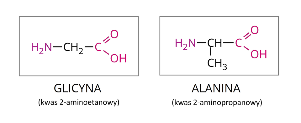 Na ilustracji ukazano wzory strukturalne glicyny i alaniny. Pierwszy od lewej jest wzór glicyny: bordowa grupa H indeks dolny, dwa, koniec indeksu dolnego, N połączona jest wiązaniem pojedynczym w prawo z grupą C H indeks dolny, dwa, koniec indeksu dolnego. Od niej odchodzi wiązanie pojedyncze w prawo do ciemnoróżowego symbolu C. Do niego przyłączone są dwa wiązania: podwójne na ukos w górę do ciemnoróżowego symbolu O i na ukos w dół do ciemnoróżowej grupy O H. Całość objęta jest czarną ramką i podpisana jako GLICYNA (kwas 2‑aminoetanowy). Z prawej strony znajduje się wzór alaniny: bordowa grupa H indeks dolny, dwa, koniec indeksu dolnego, N połączona jest wiązaniem pojedynczym w prawo z grupą C H, od której odchodzą dwa wiązania pojedyncze: w dół do grupy C H indeks dolny, trzy, koniec indeksu dolnego i w prawo do ciemnoróżowego symbolu C. Do niego przyłączone są dwa wiązania: podwójne na ukos w górę do ciemnoróżowego symbolu O i na ukos w dół do ciemnoróżowej grupy O H. Całość objęta jest czarną ramką i podpisana jako ALANINA (kwas dwa–aminopropanowy).