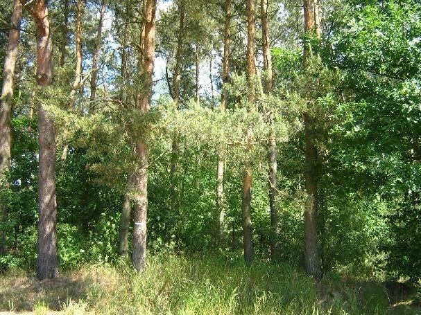 Fotografia przedstawia zdjęcie drzew w lesie mieszanym. Gęsto rosnące względem siebie, nad pozostałymi górują wysokie sosny. Niższe partie porośnięte również niewysokimi krzewami, ziemia porośnięta rzadką trawą.