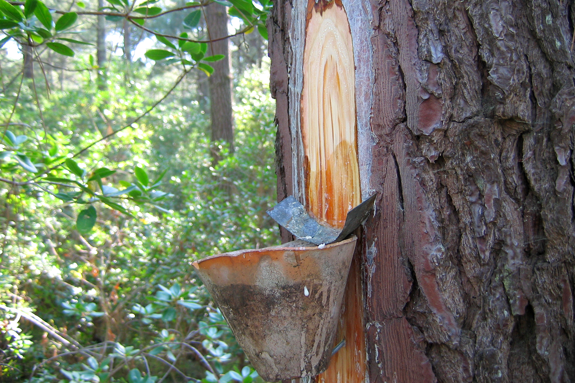 Fotografia przedstawia nacięty wzdłuż pień drzewa iglastego, znajdujący się w lesie. Pod nacięciem znajduje się stożkowaty pojemnik. Nad nim umocowano wygiętą blaszkę do zbierania ściekających z nacięcia kropli żywicy.