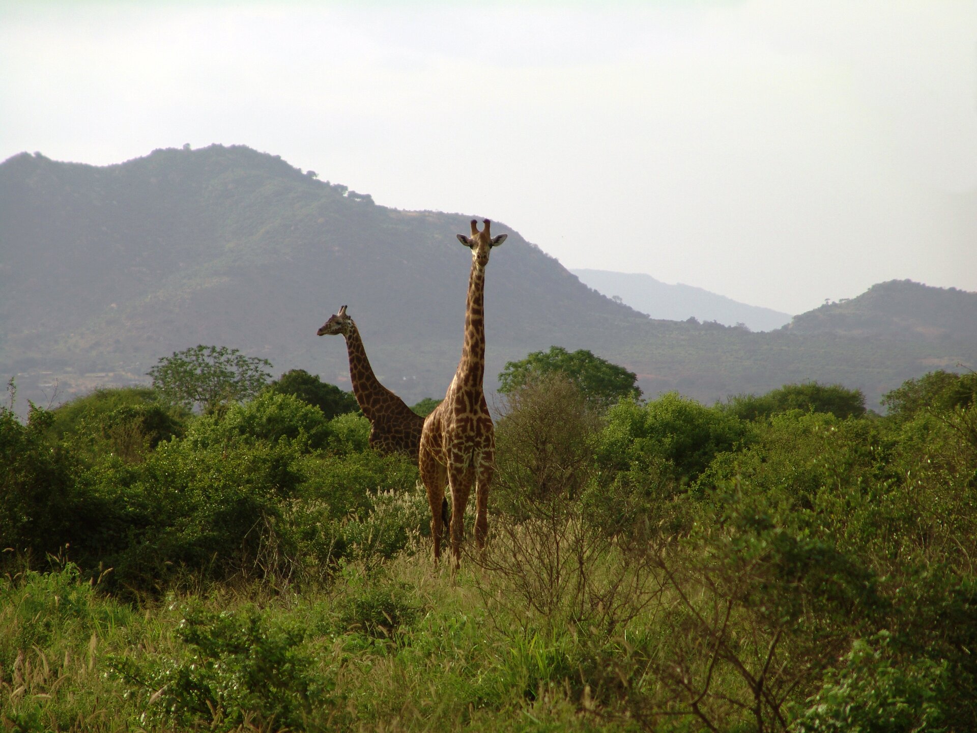 Fotografia przedstawia dwie żyrafy. Jedna stoi przodem, druga bokiem w lewo. Ich ciało na wysokich nogach wznosi się ponad zaroślami . Na bardzo długiej szyi znajduje się mała głowa z wielkimi oczami, uszami na boki i krótkimi, sterczącymi do góry rożkami. W tle góry.