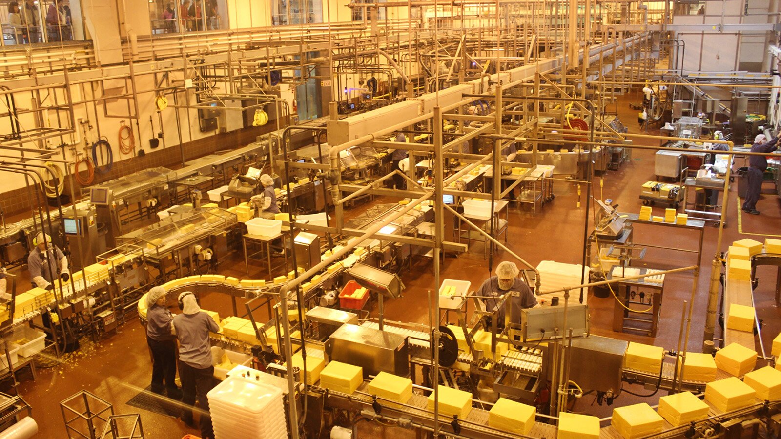 Zdjęcie przedstawia fabrykę żółtego sera. Jest tam kilka taśm produkcyjnych, przy których stoją ludzie, w ubraniach ochronnych.