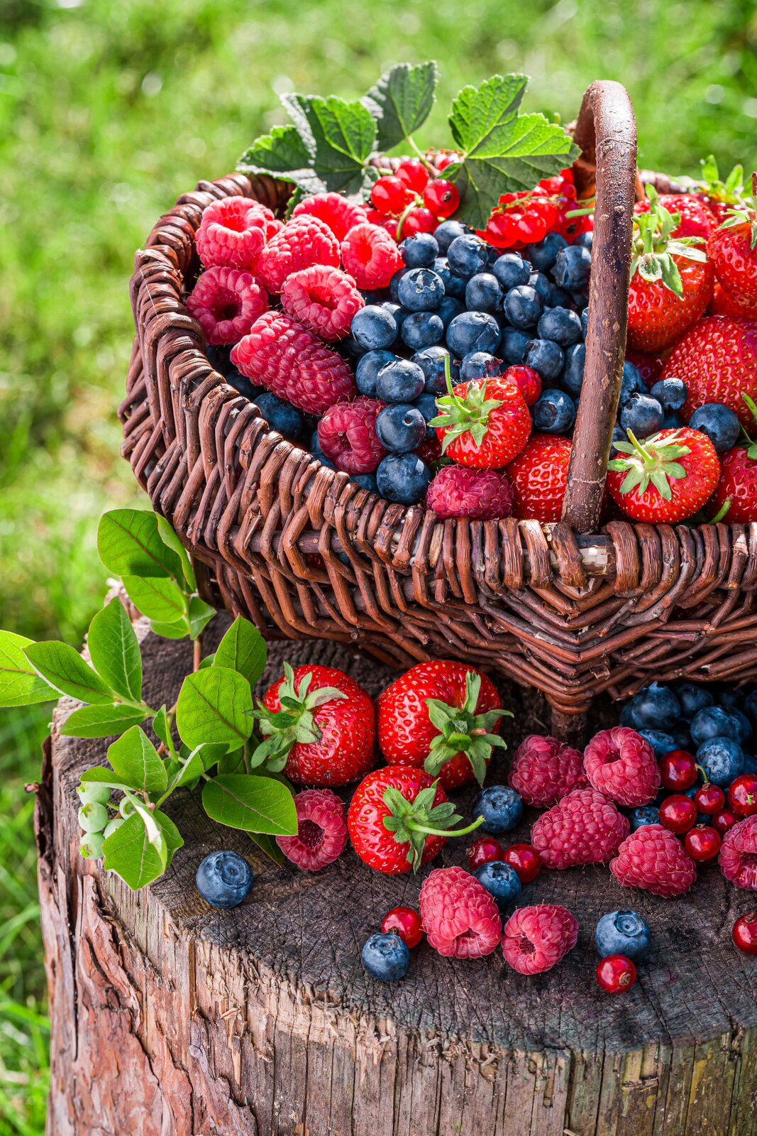 Zdjęcie gotowego kosza zielonego. Jest to wyrób w kolorze ciemnobrązowym z uchwytem. Kosz wypełniony jest owocami: malinami, truskawkami i borówkami.